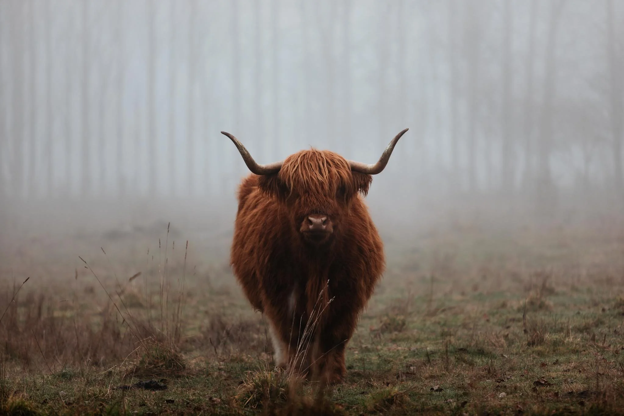 Unmooved | Canterbury, NZ