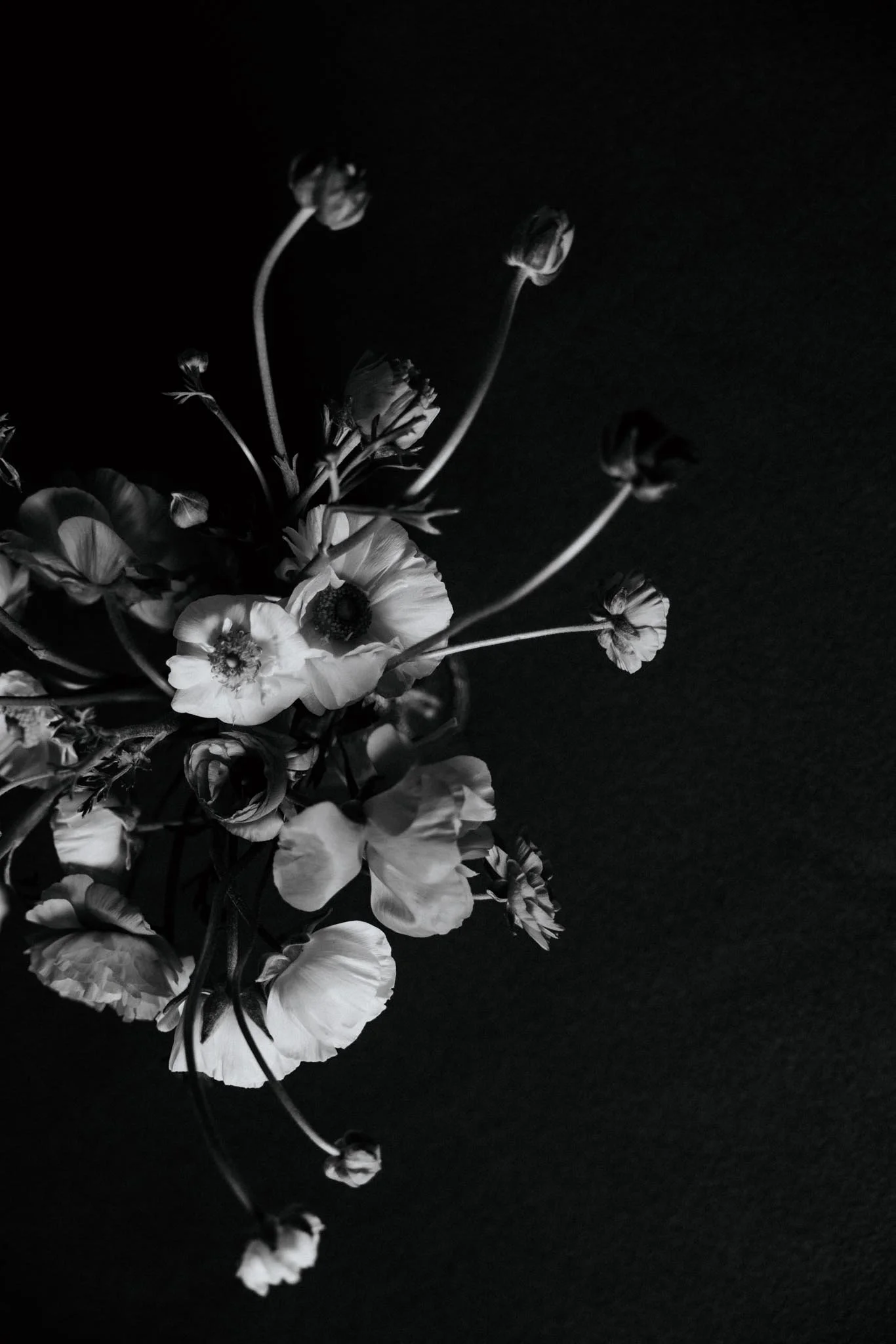 Petal Drift 3