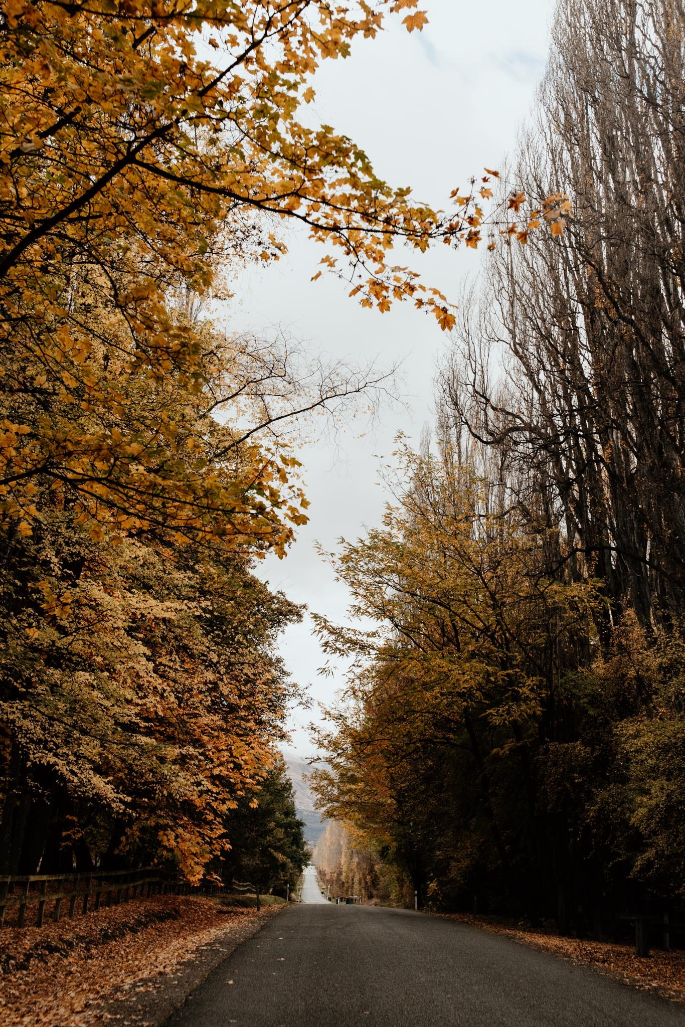 Autumn Line | Arrowtown, NZ