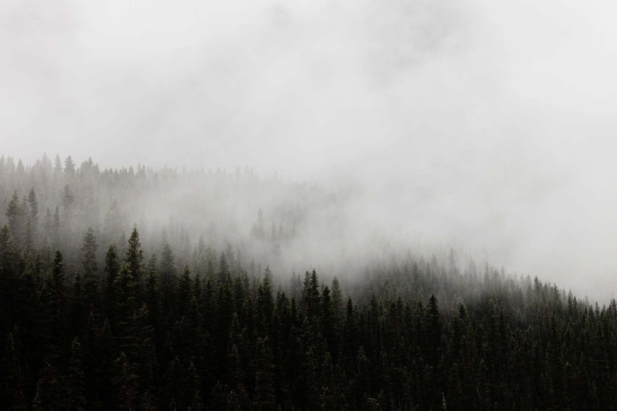 Pine Tide | Banff, CAN