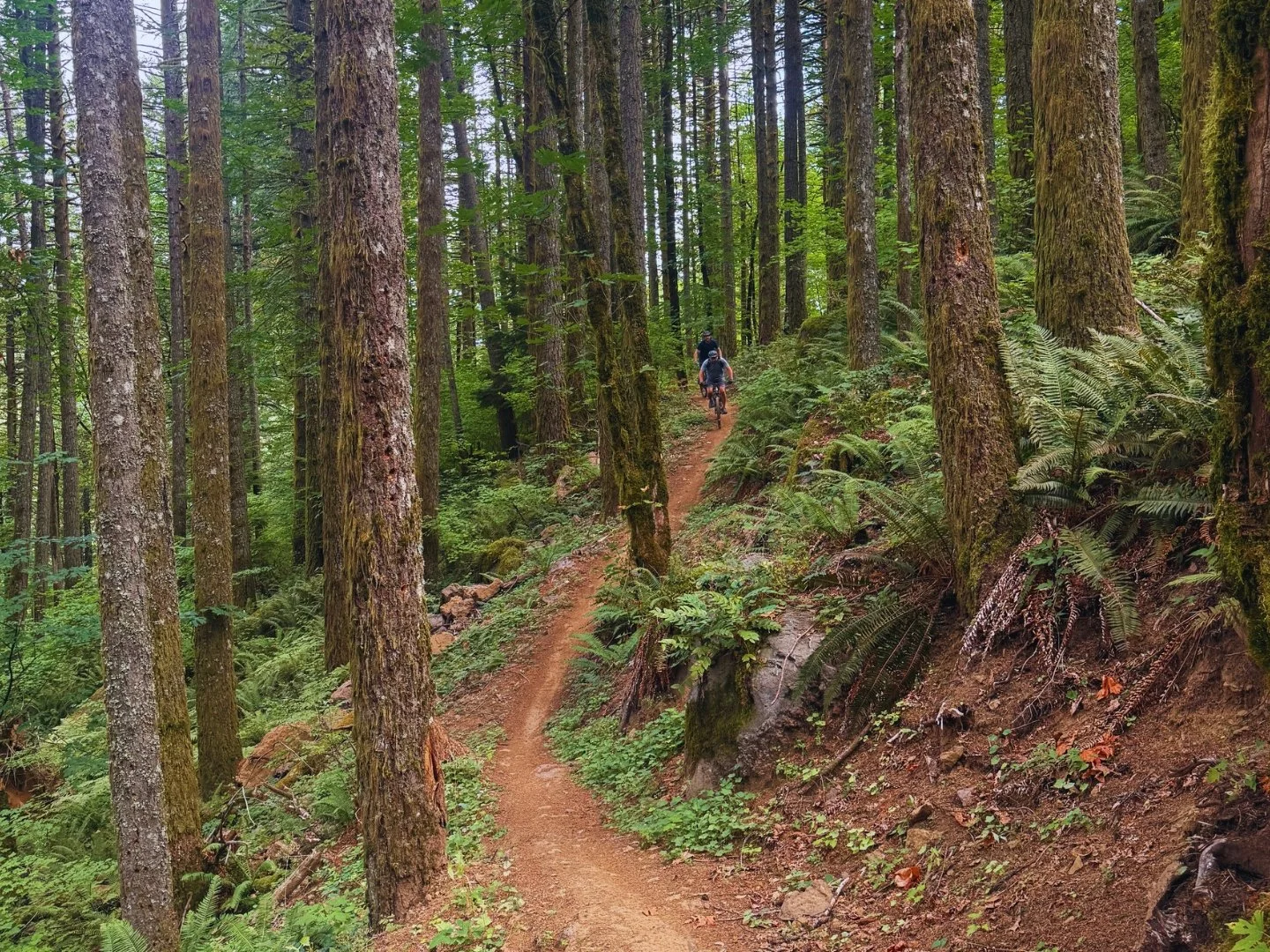 Two people mountain biking on a dirt trail through a dense green forest with tall trees and ferns.