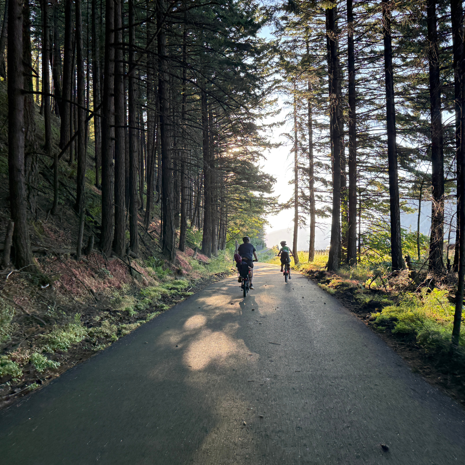 Two people riding bicycles on a forest trail with tall trees on either side, sunlight filtering through the branches.
