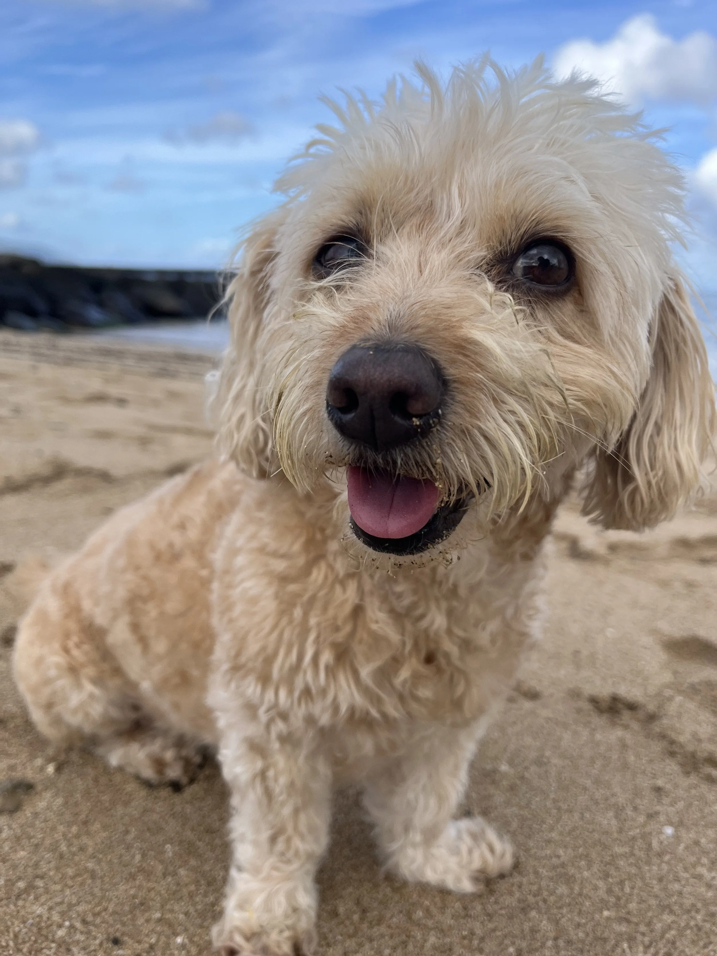 Close-up of a fluffy cream-colored dog with wet fur, black nose, and dark eyes, on a sandy beach with a blue sky and clouds in the background.