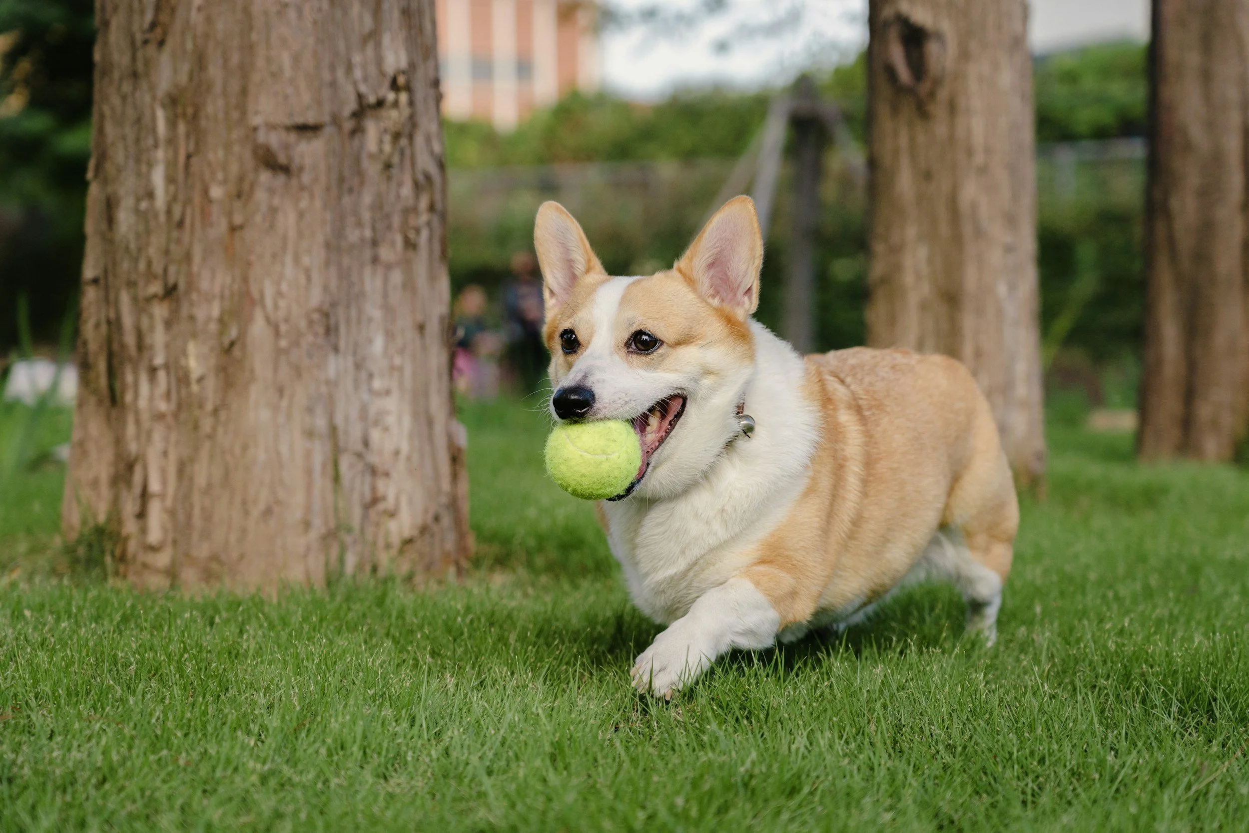 A dog running on grass with a tennis ball in its mouth, near a tree in a park.