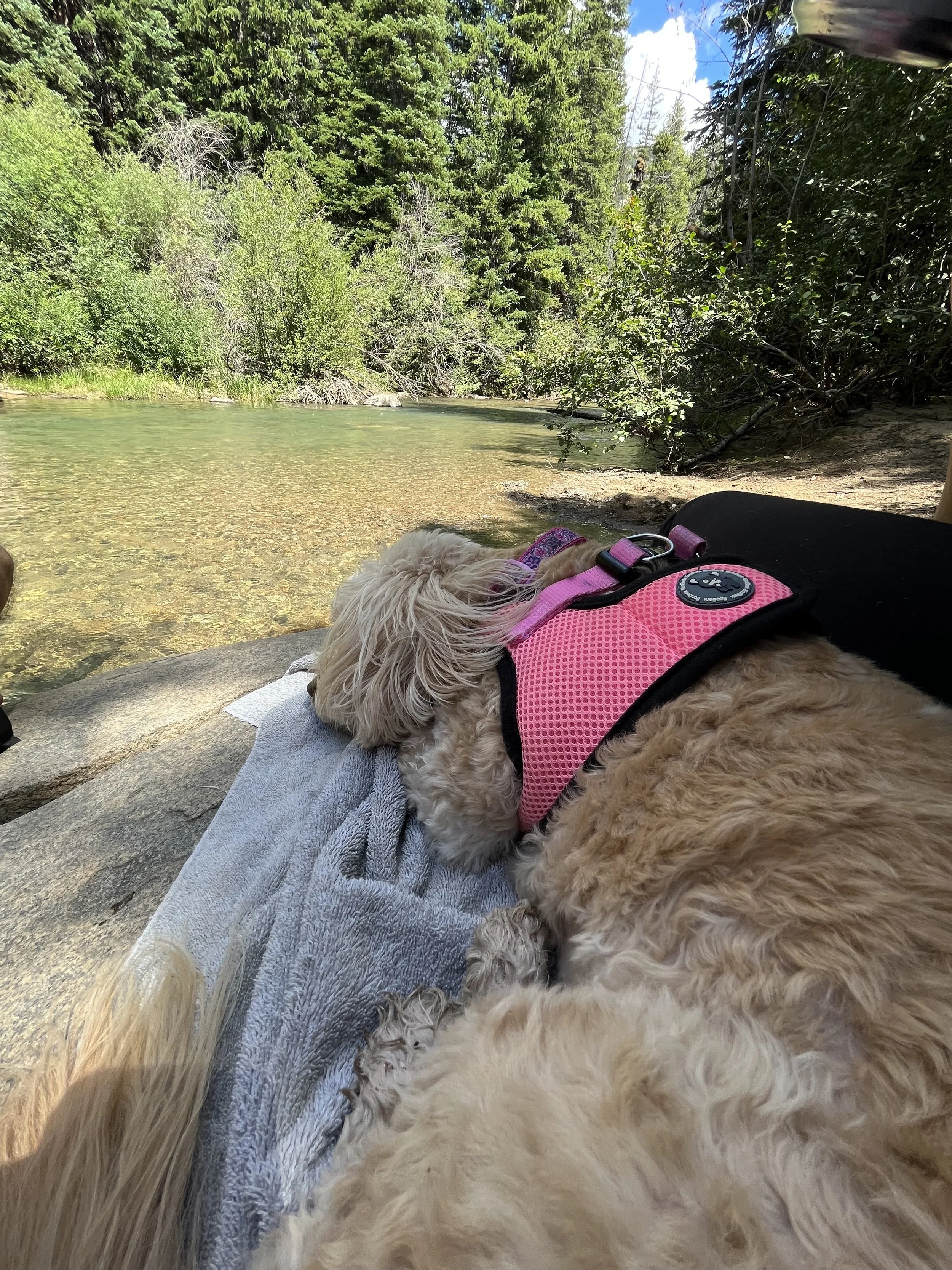A dog wearing a pink harness lies on a towel next to a person's leg on a rocky riverside, with trees and blue sky in the background.