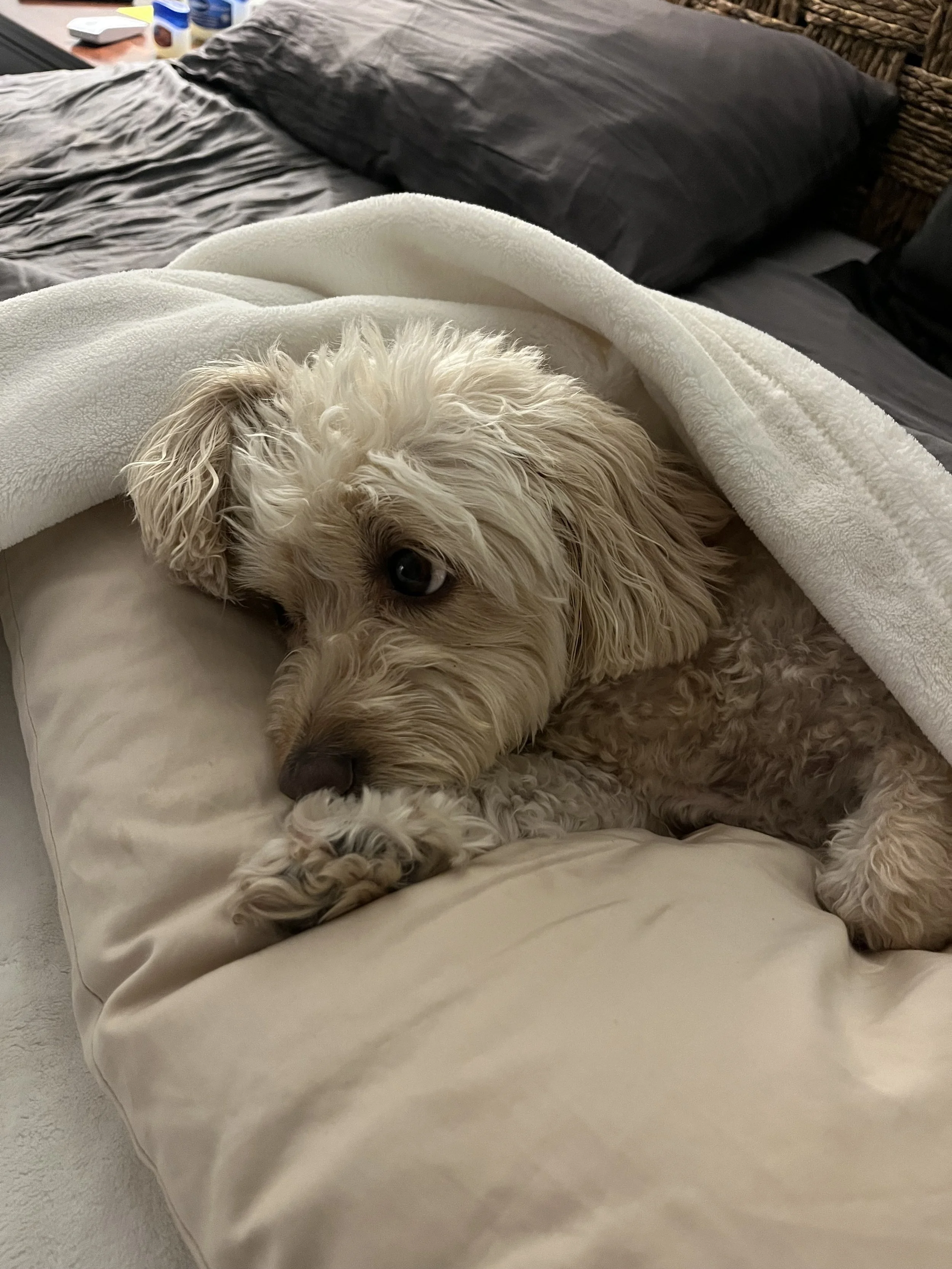 A small, light-colored, curly-haired dog lying on a bed, partially covered with a white blanket, with a dark pillow and a rattan headboard visible in the background.