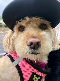 Dog wearing a pink harness and a black hat, sitting inside a vehicle.