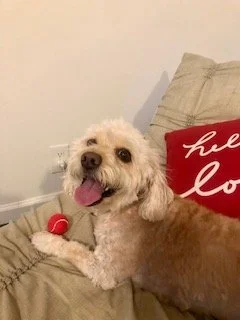 A happy dog lying on a beige couch with a red and white chew toy in front. The dog has light brown and white fur, with its tongue out. There is a beige pillow and a red pillow with white writing in the background.