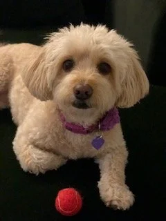 Cute small cream-colored dog with floppy ears lying on a black surface, wearing a purple collar with a heart-shaped tag, near a red ball.