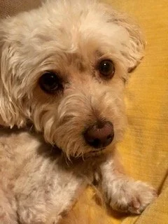 Close-up of a small, curly-haired dog with light-colored fur, lying on a yellow surface.