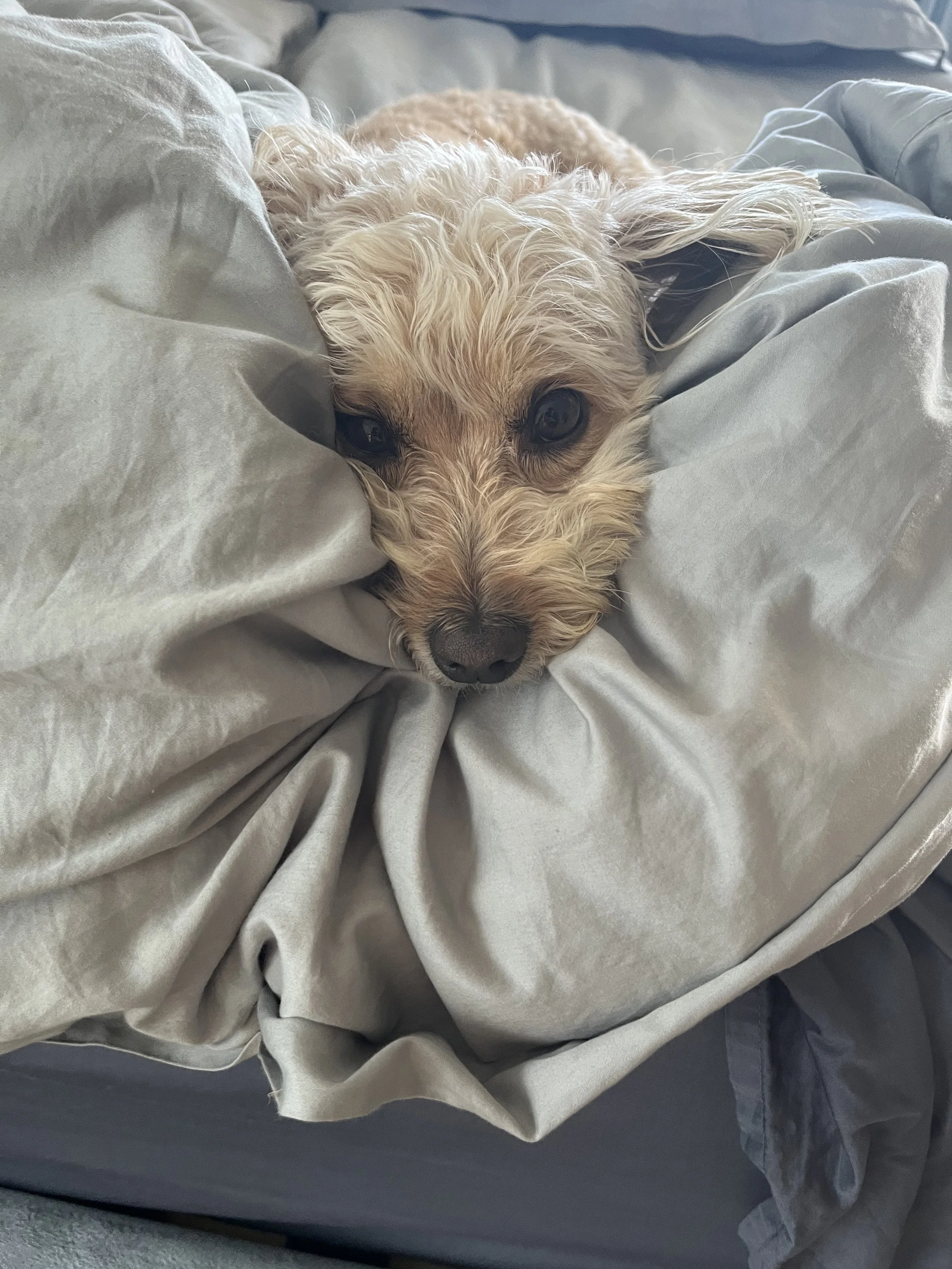 A light-colored, curly-haired dog lying on a bed with gray sheets, resting its head on the sheets and looking at the camera.