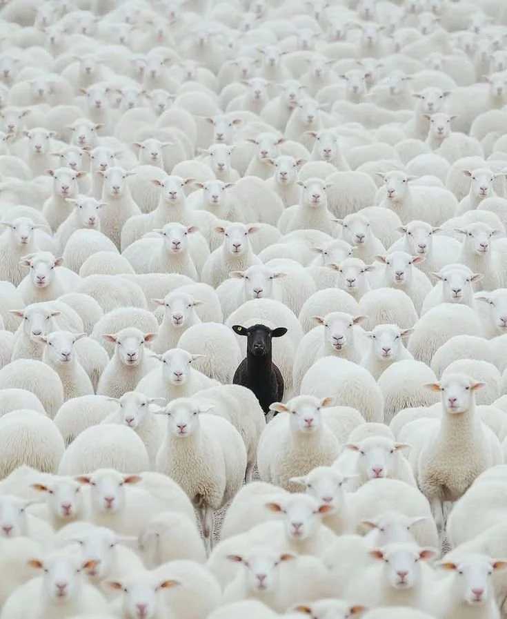 A black sheep standing out among a large flock of white sheep in a field.