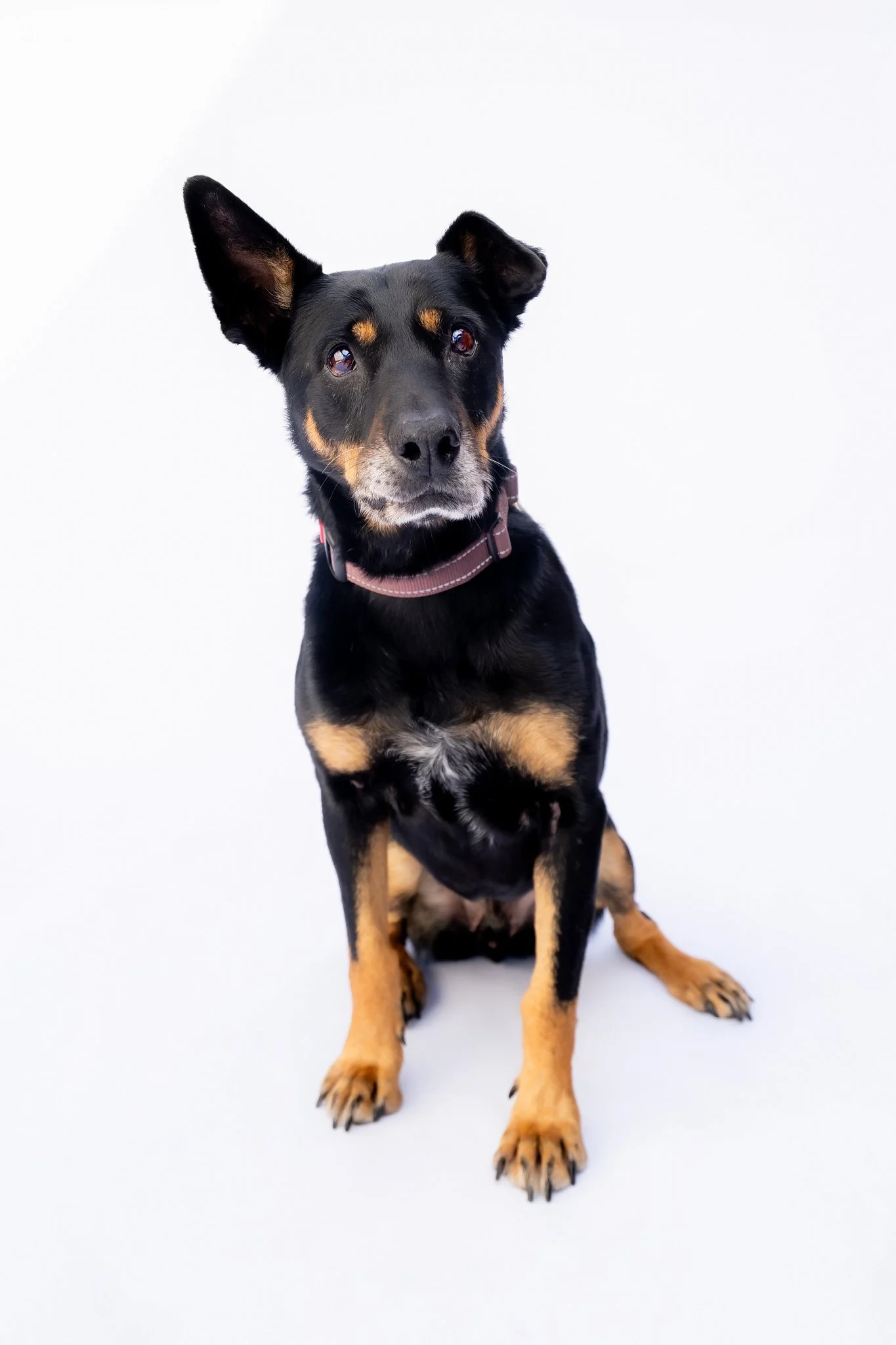 A black and tan dog with one ear up and one ear flopped over, sitting on a white background, wearing a pink collar.