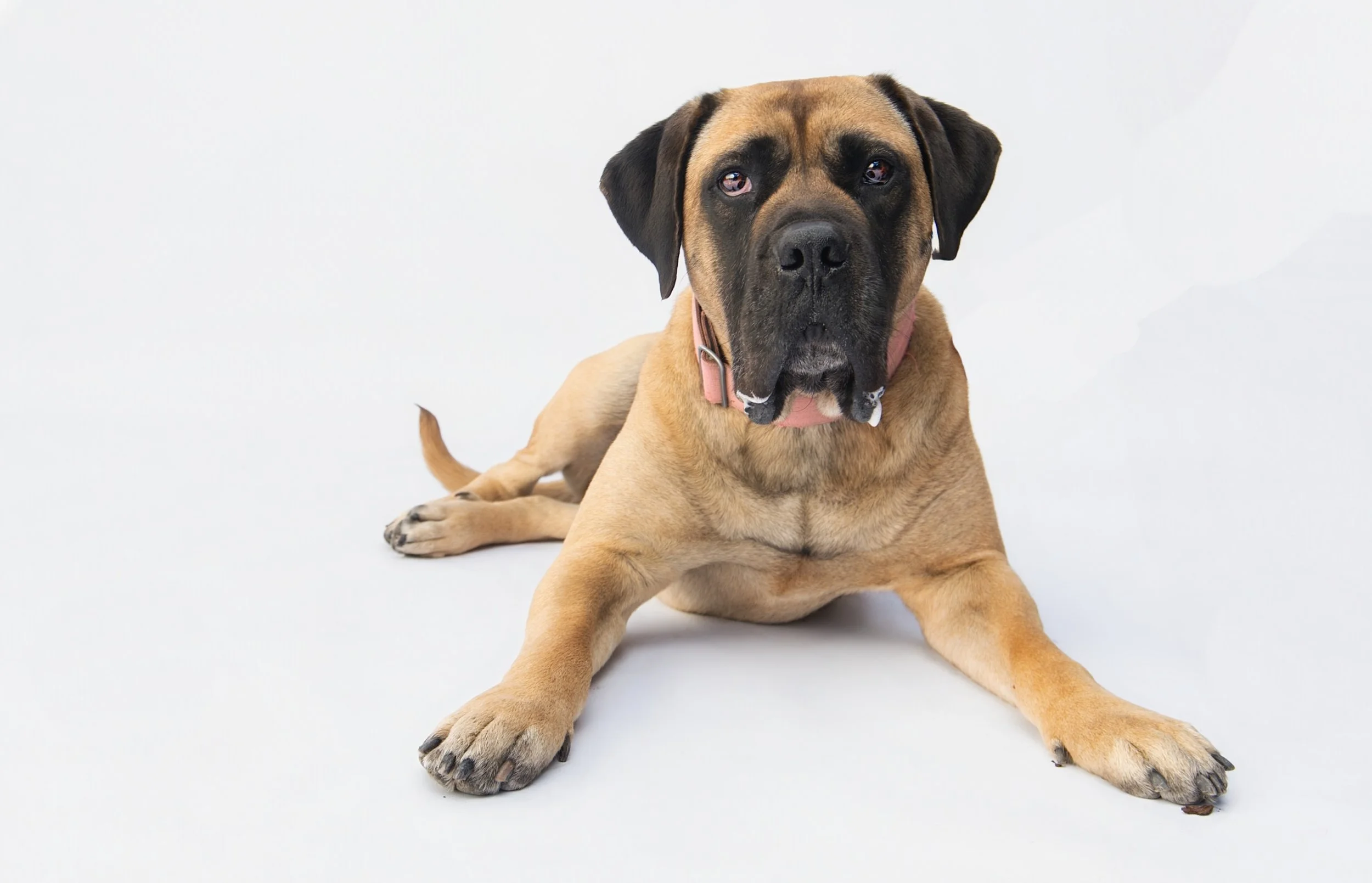 A tan and black large dog with a pink collar, lying on a white surface against a white background, looking at the camera.
