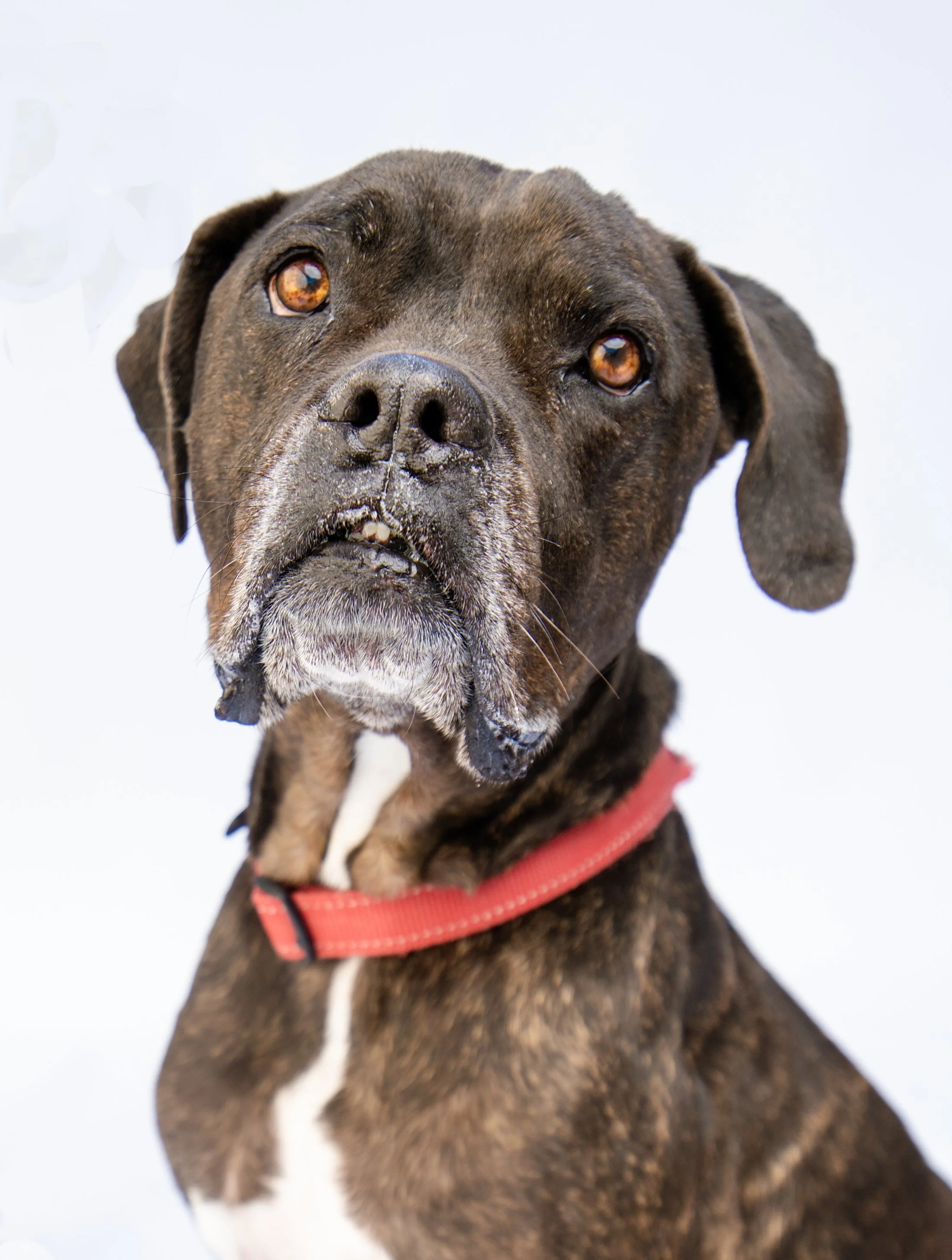 Close-up of a black and brown dog with amber eyes wearing a red collar against a plain white background.