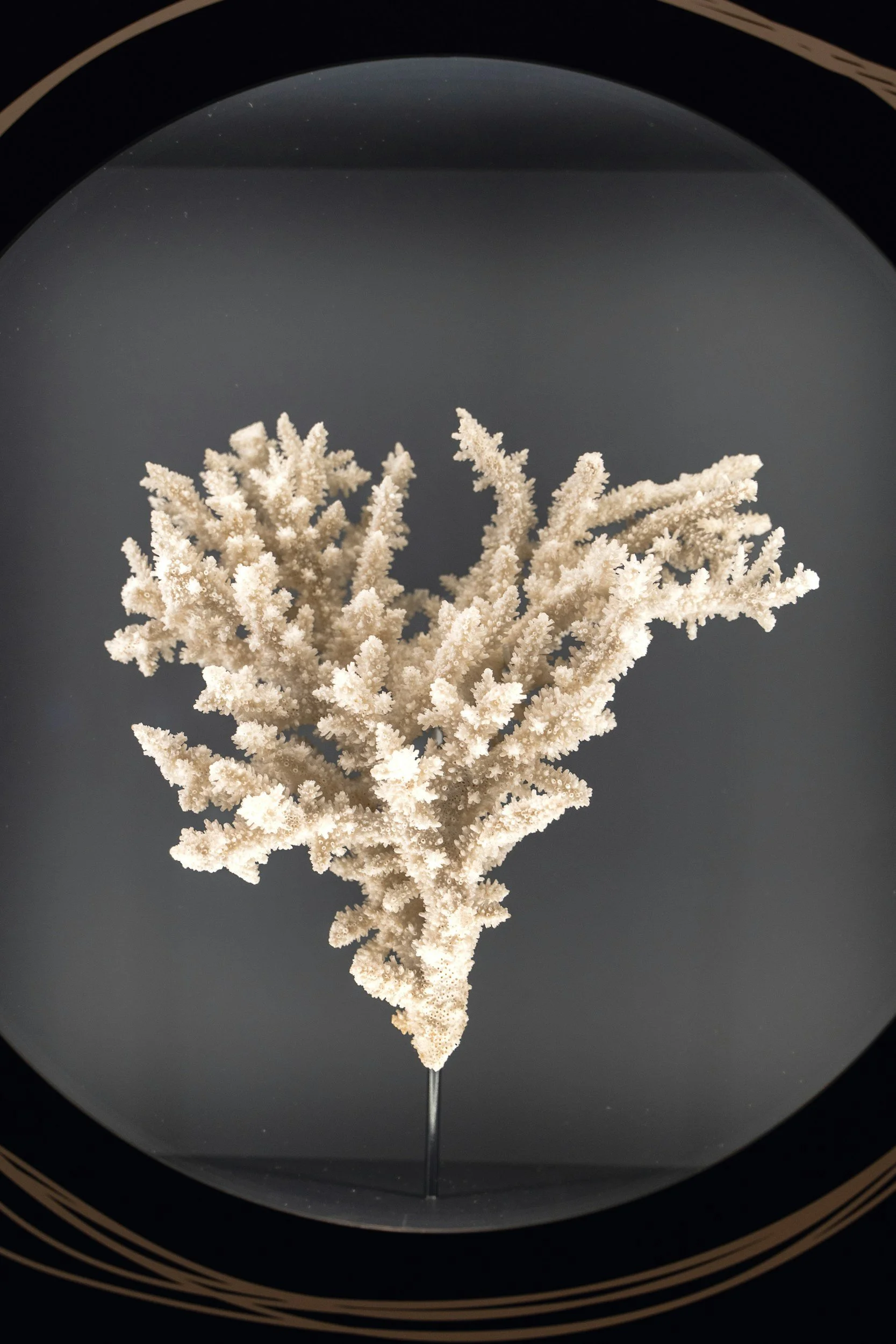 White coral branch mounted on a display stand against a dark background.