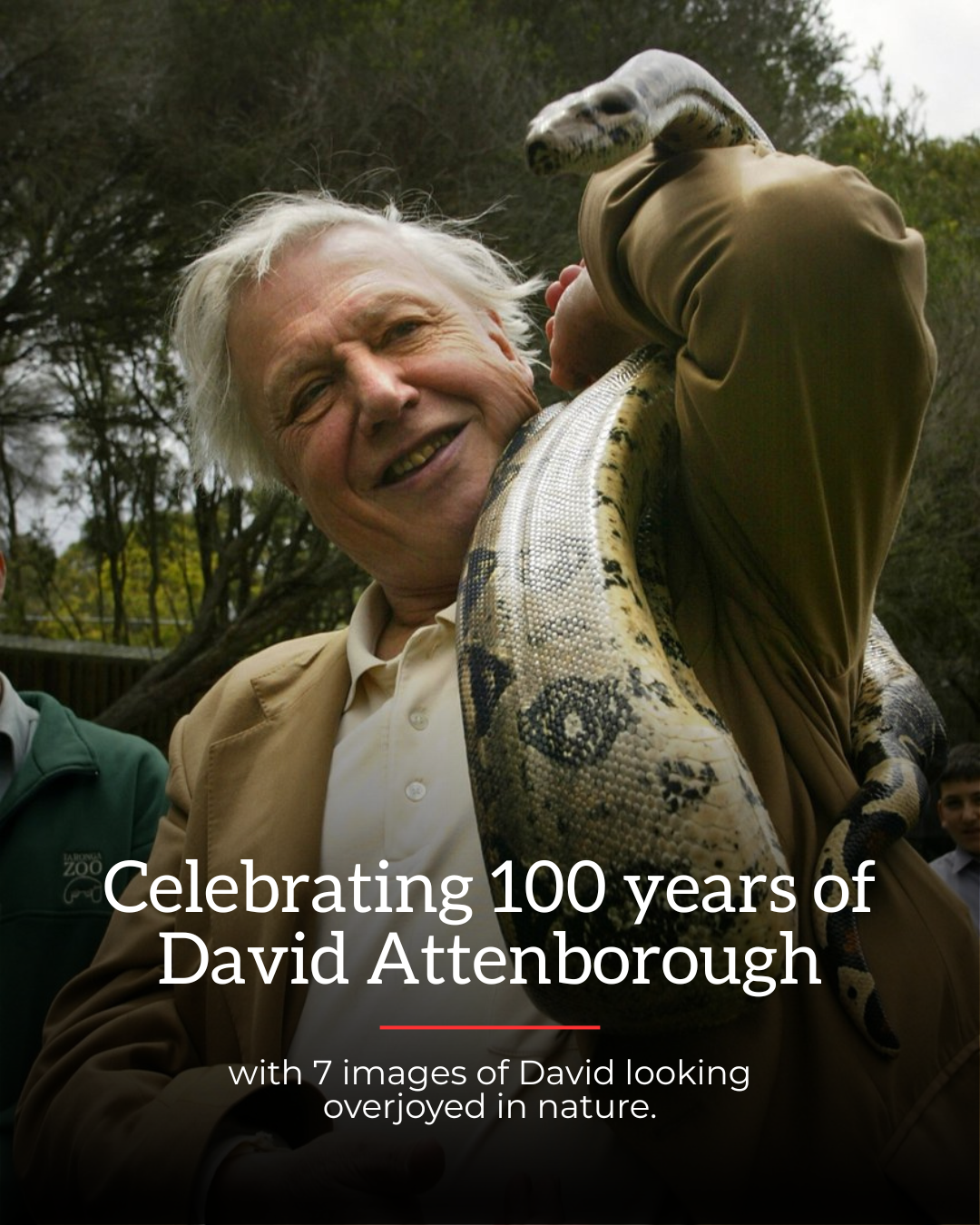 David Attenborough holding a large snake over his shoulder at an outdoor event.