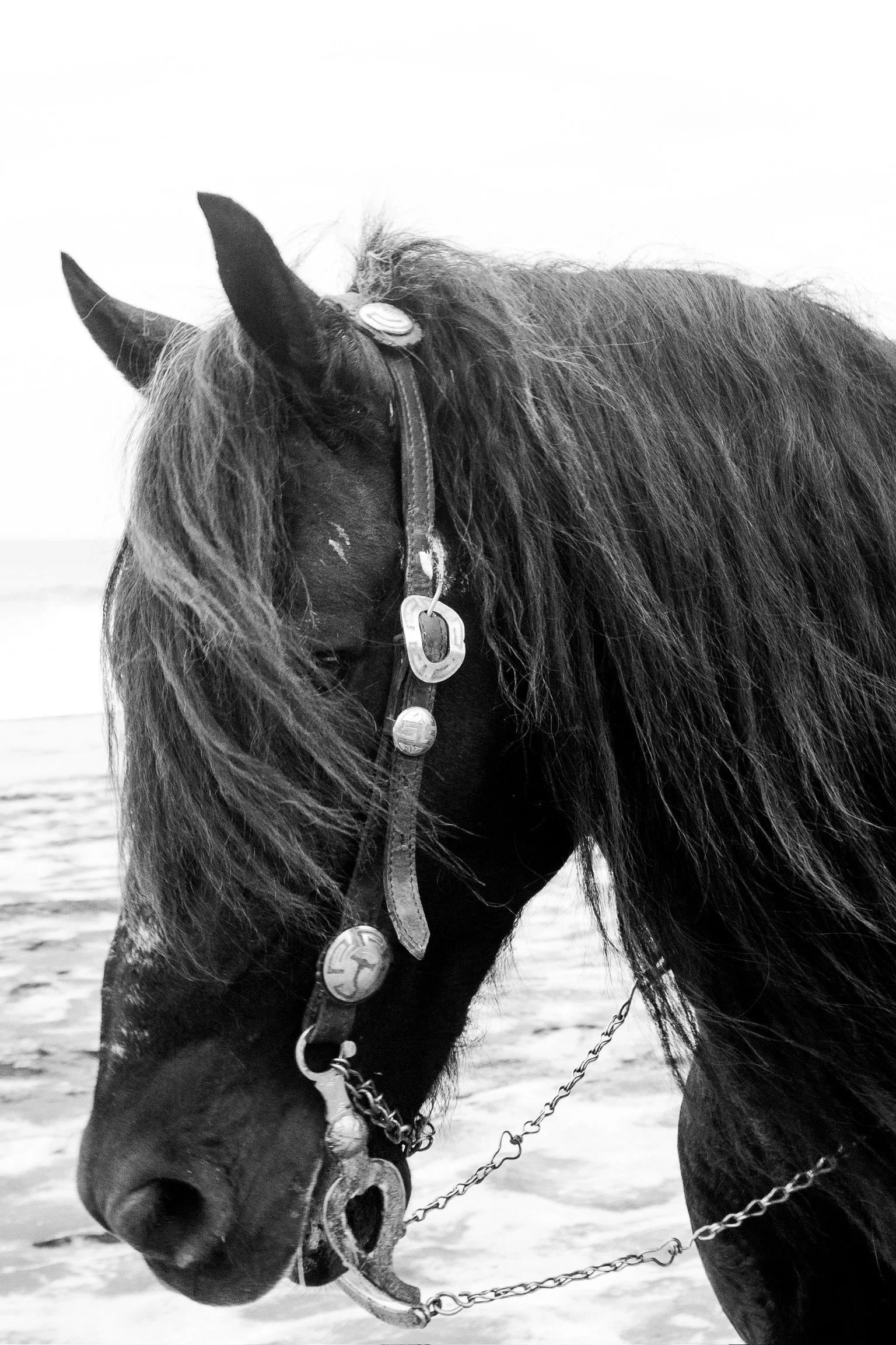 A black horse with a flowing mane wearing a halter with a chain, standing at the beach near the ocean, in black and white.