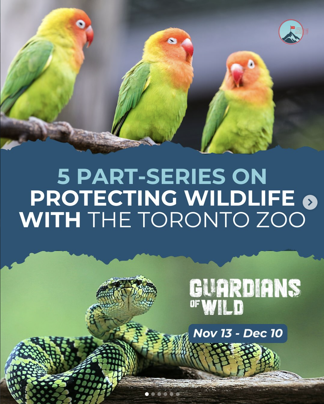 Three colorful sun conures parrots perched on a branch above a blue banner with text about wildlife protection at the Toronto Zoo. Below the banner, a green and yellow snake with black markings is coiled on a branch.