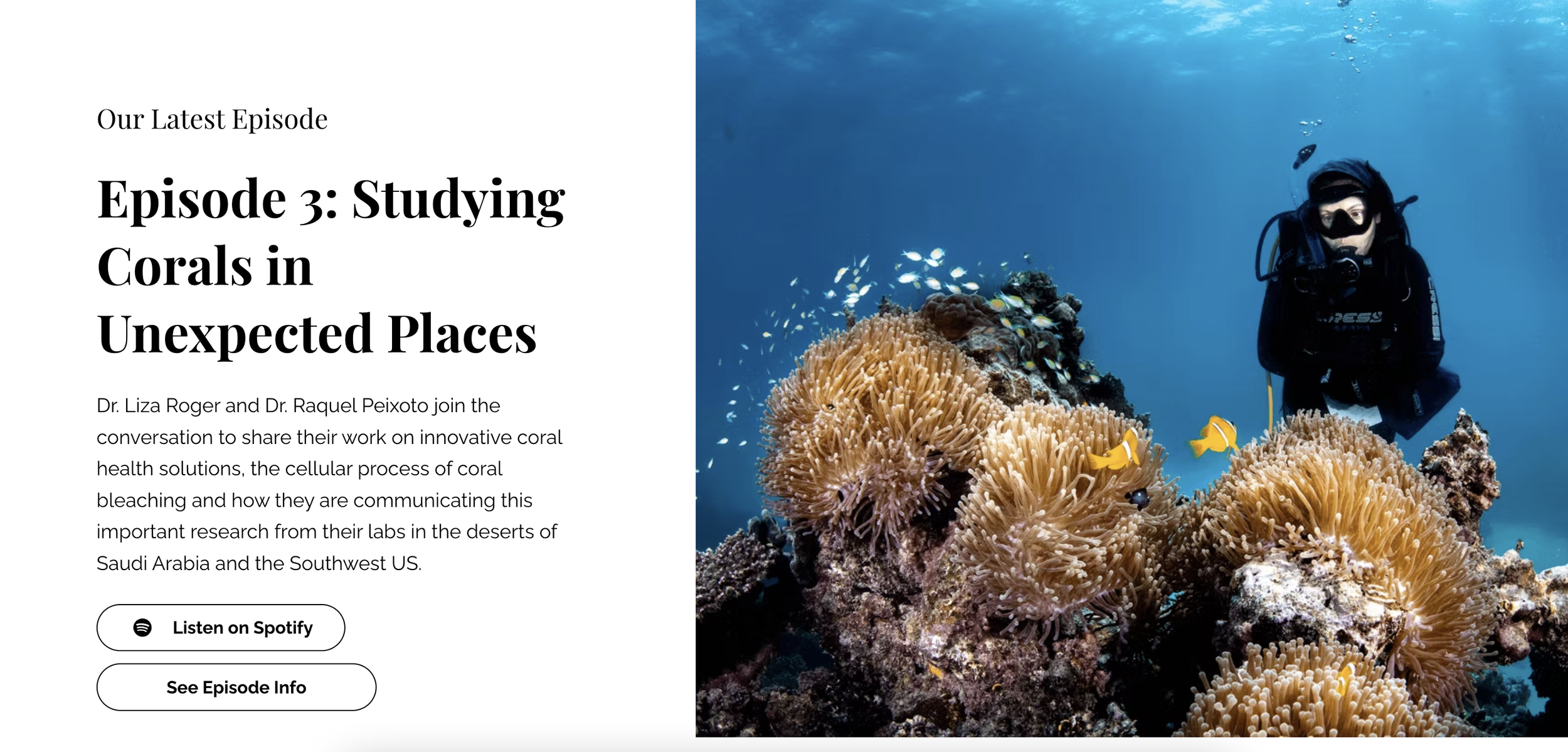 A person scuba diving underwater beside a coral reef with yellow fish and other marine life.