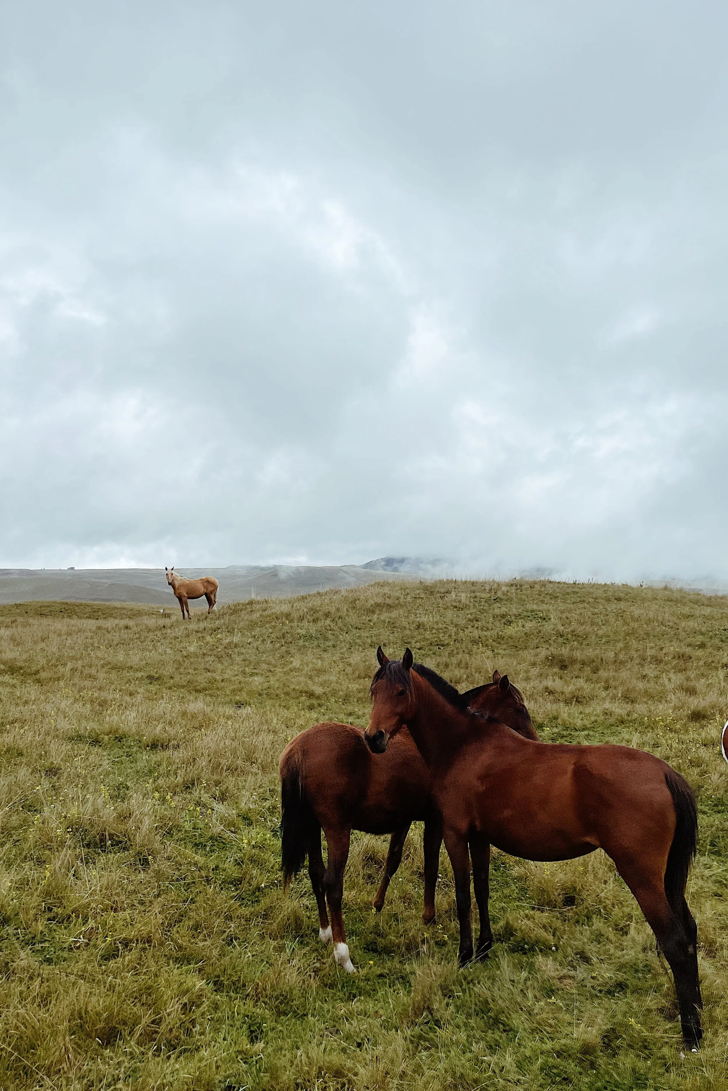 A group of horses grazing and standing on a grassy field under a cloudy sky with mountains in the background.
