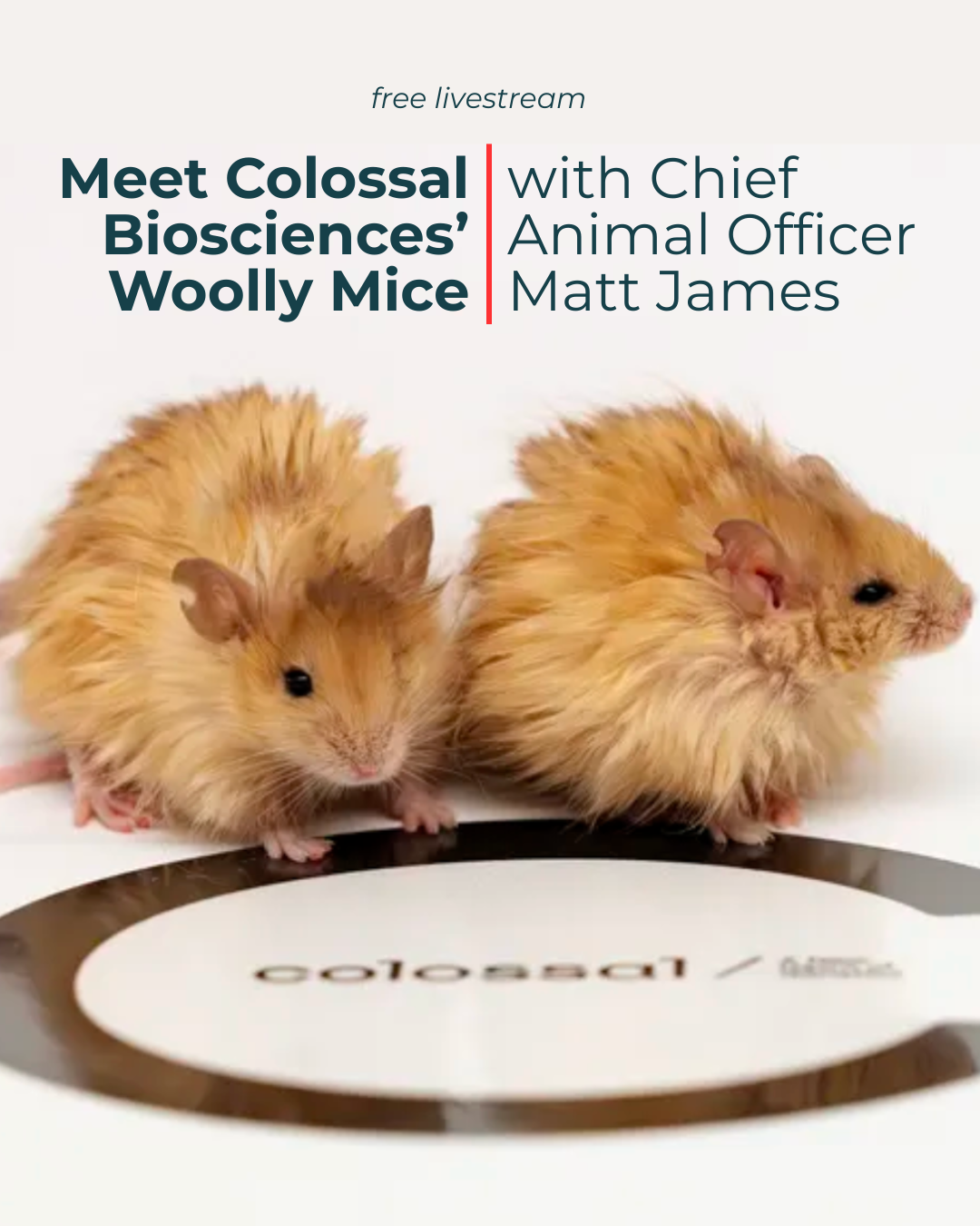 Two fluffy, beige hamsters on a weighing scale with the text "free livestream" and "Meet Colossal Biosciences’ Woolly Mice with Chief Animal Officer Matt James" above them.