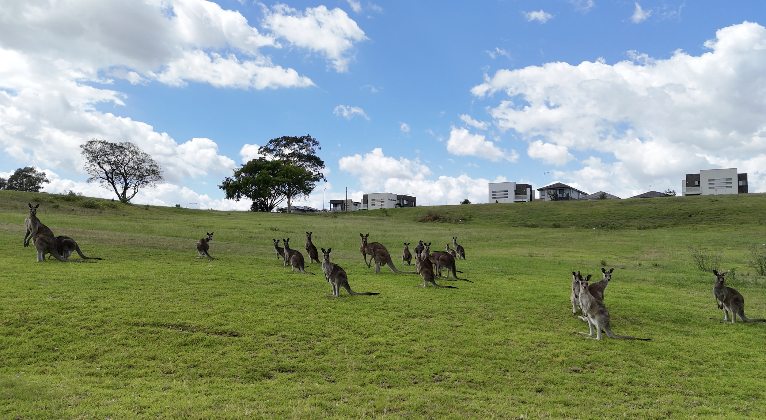 Kangaroos Grazing