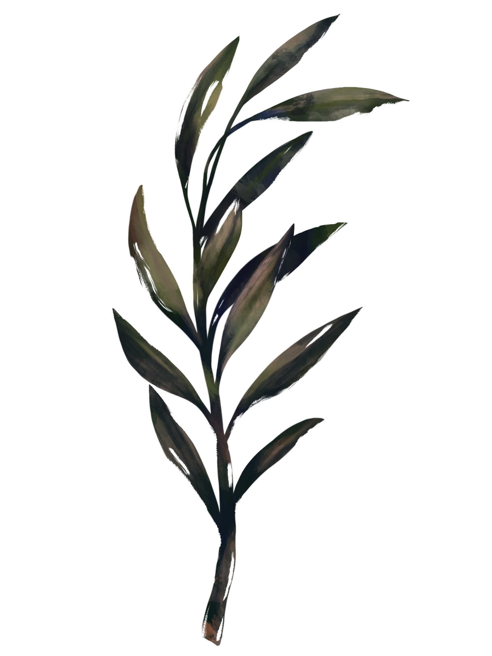 IMG_3574.PNG