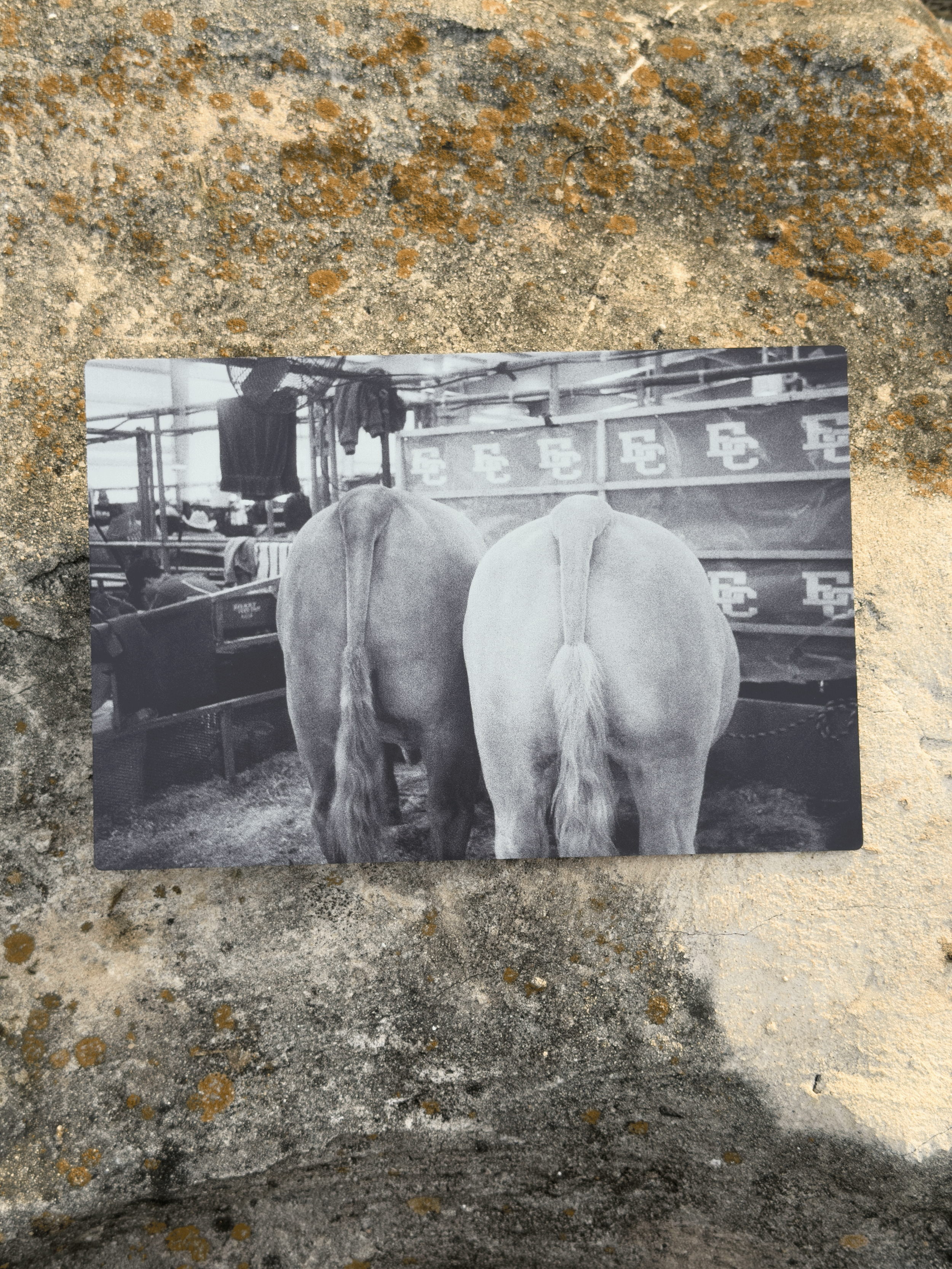 Cow Butts - 8x12 (Metal Print)