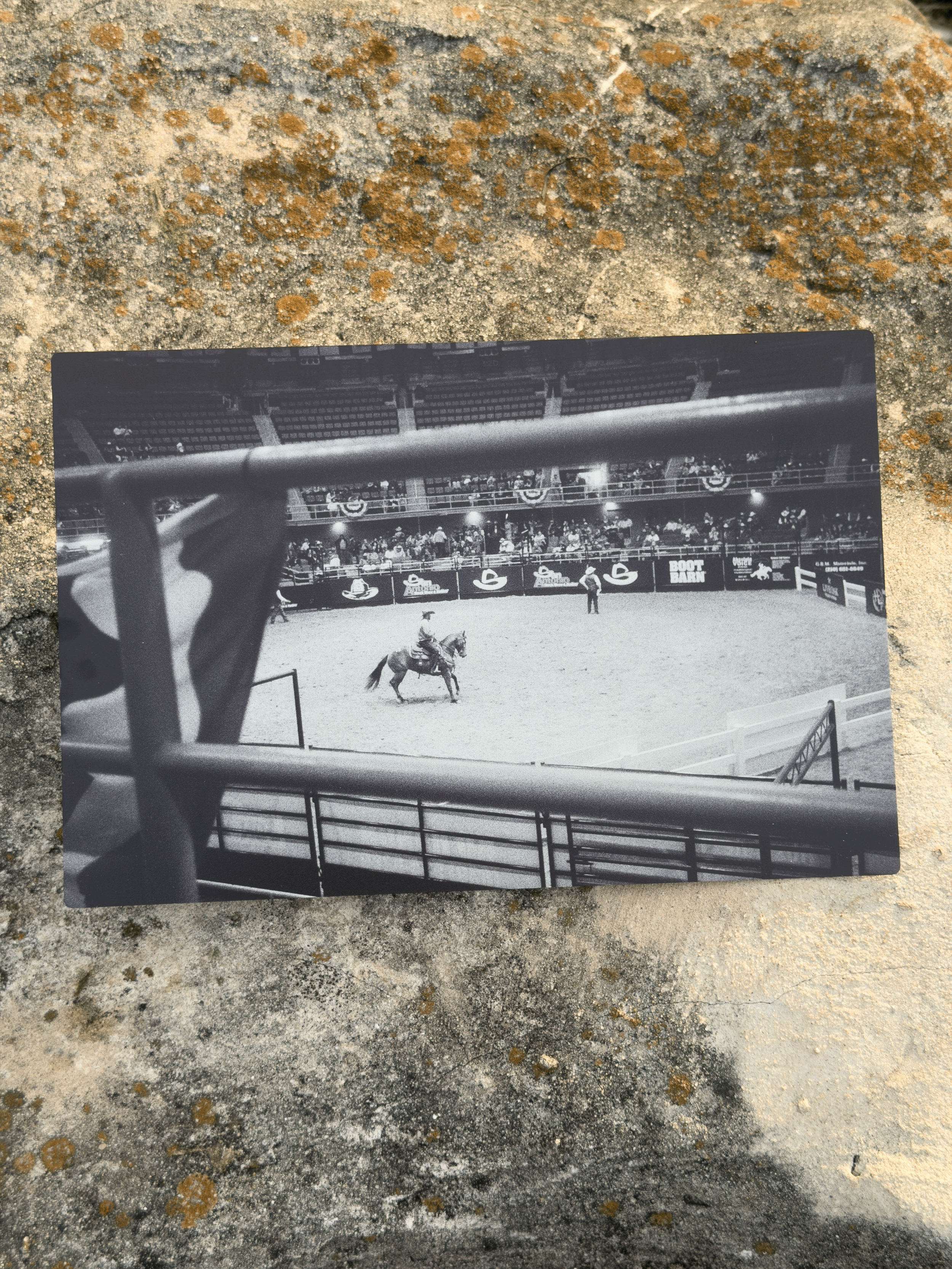 Horse Auction - 8x12 (Metal Print)