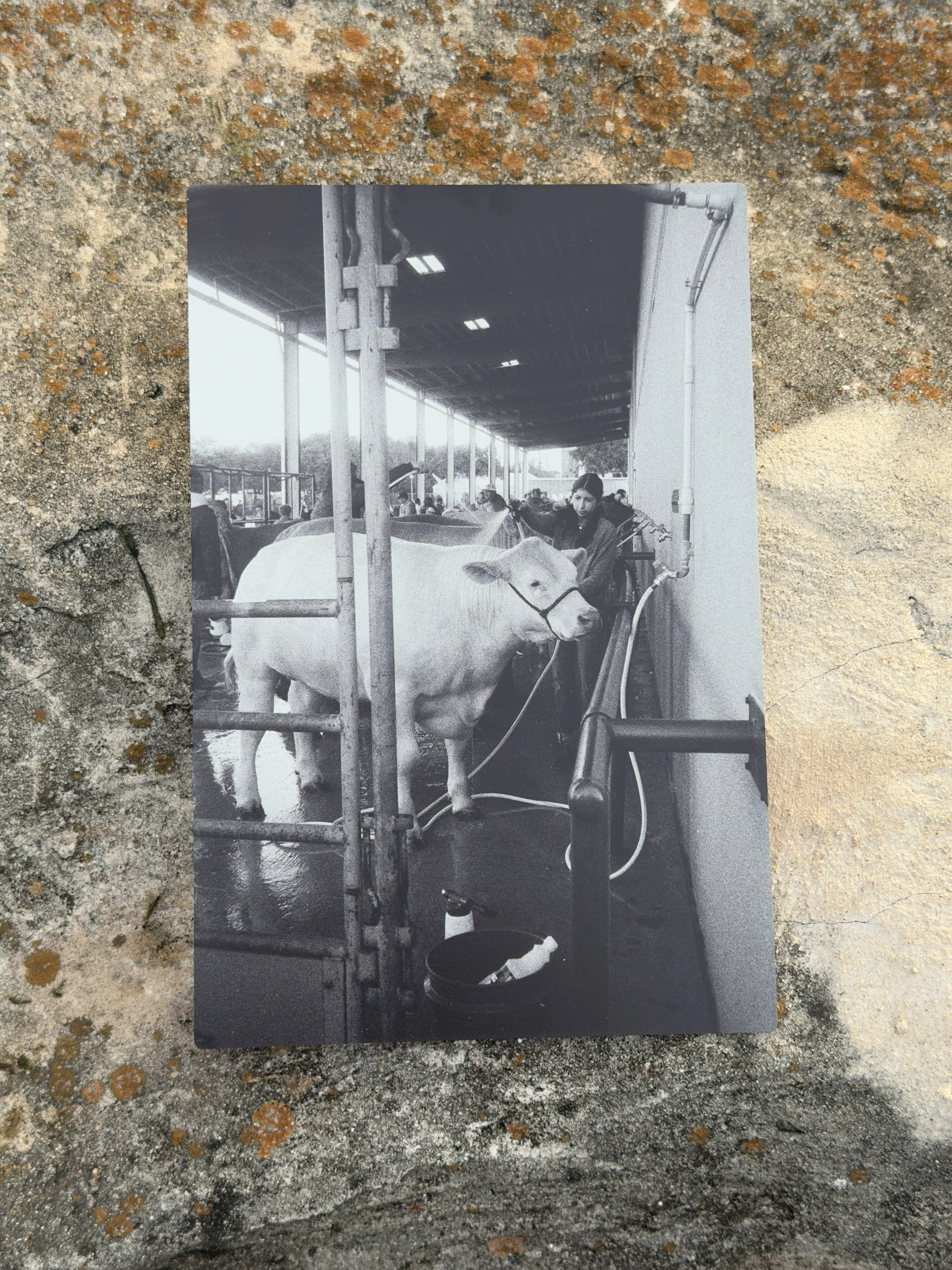 Cow Bath - 8x12 (Metal Print)