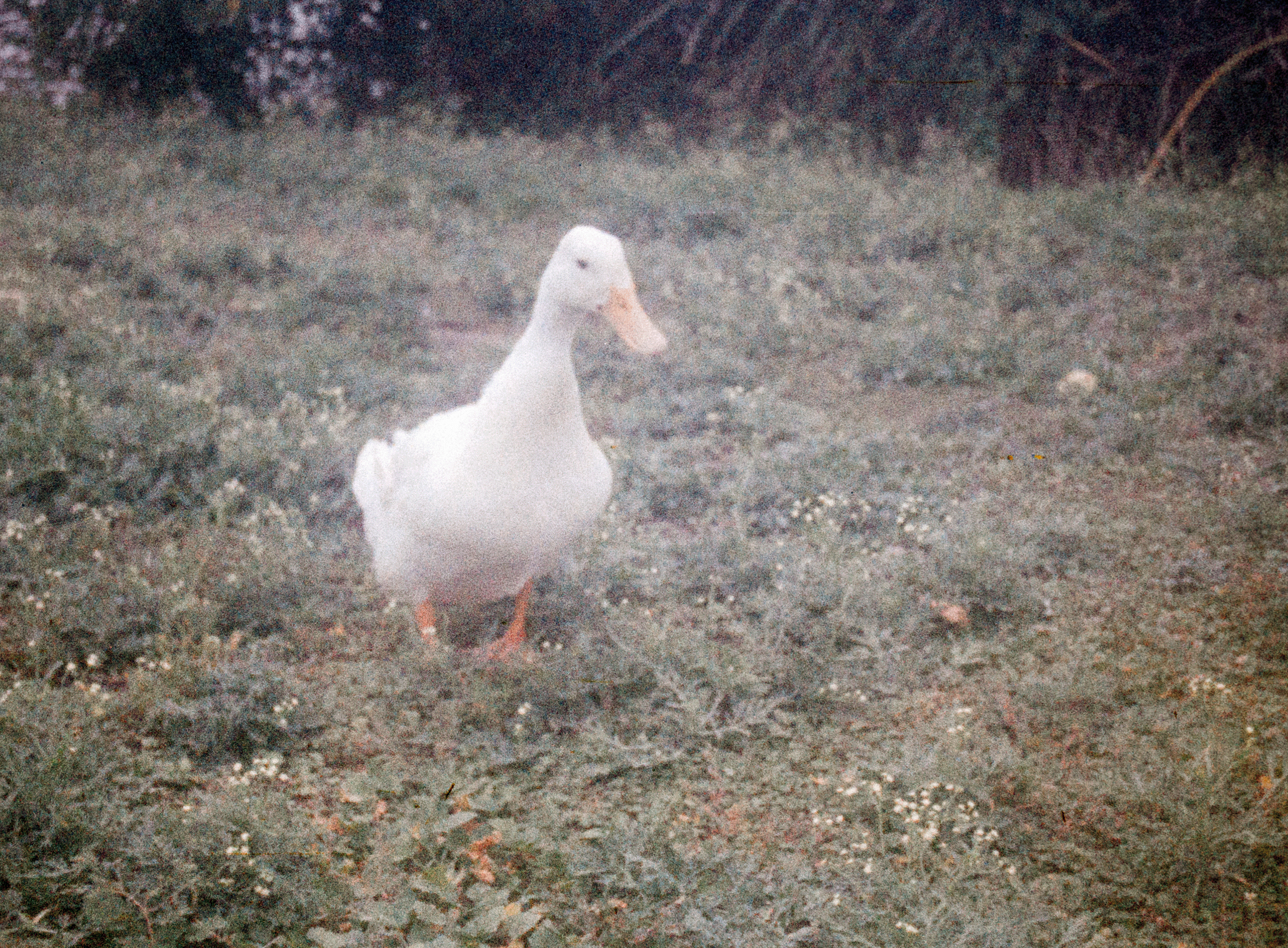 00115886_LauraGarcia_Lomo110_2971.png