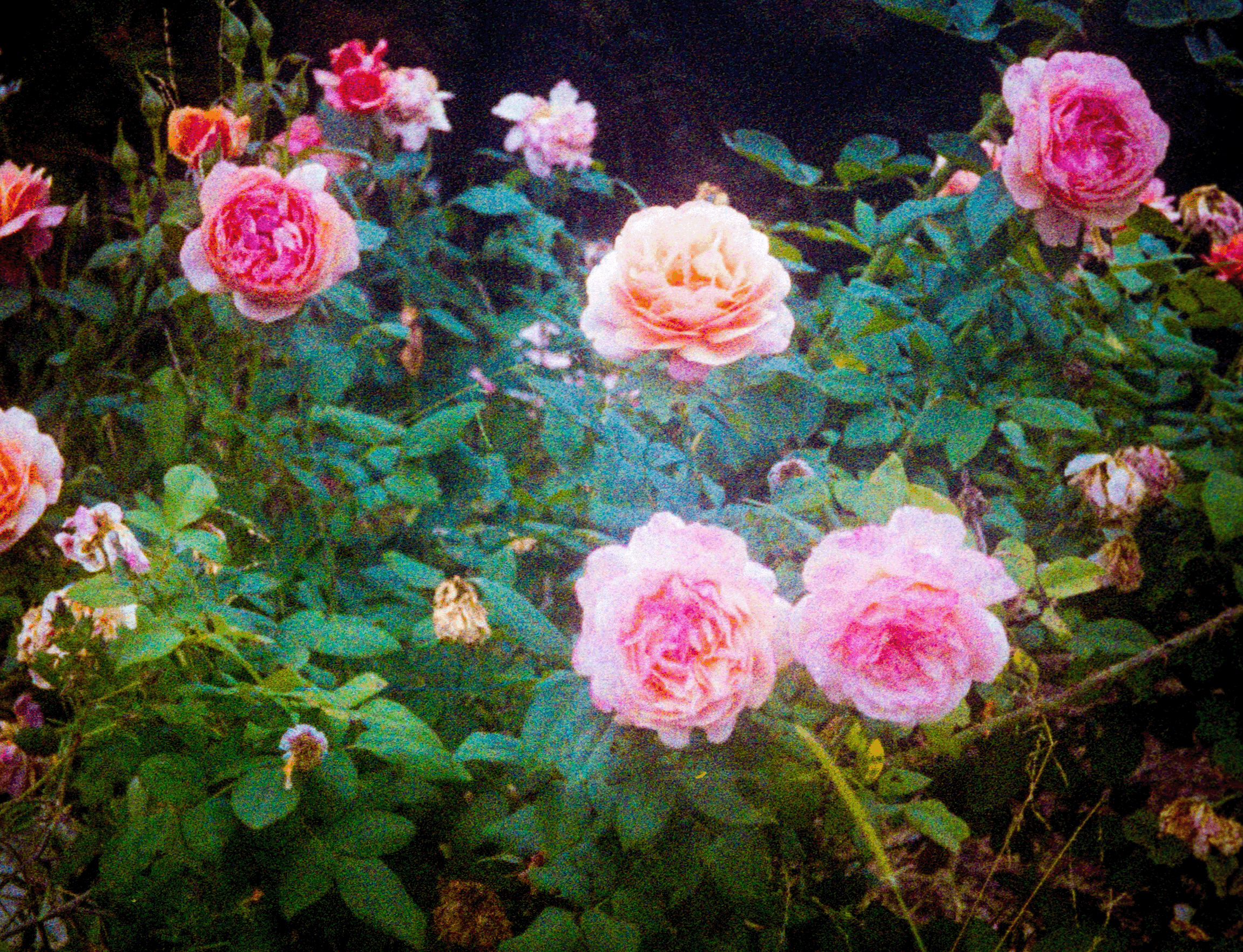 00099093_LauraGarcia_110_Color92-046.png