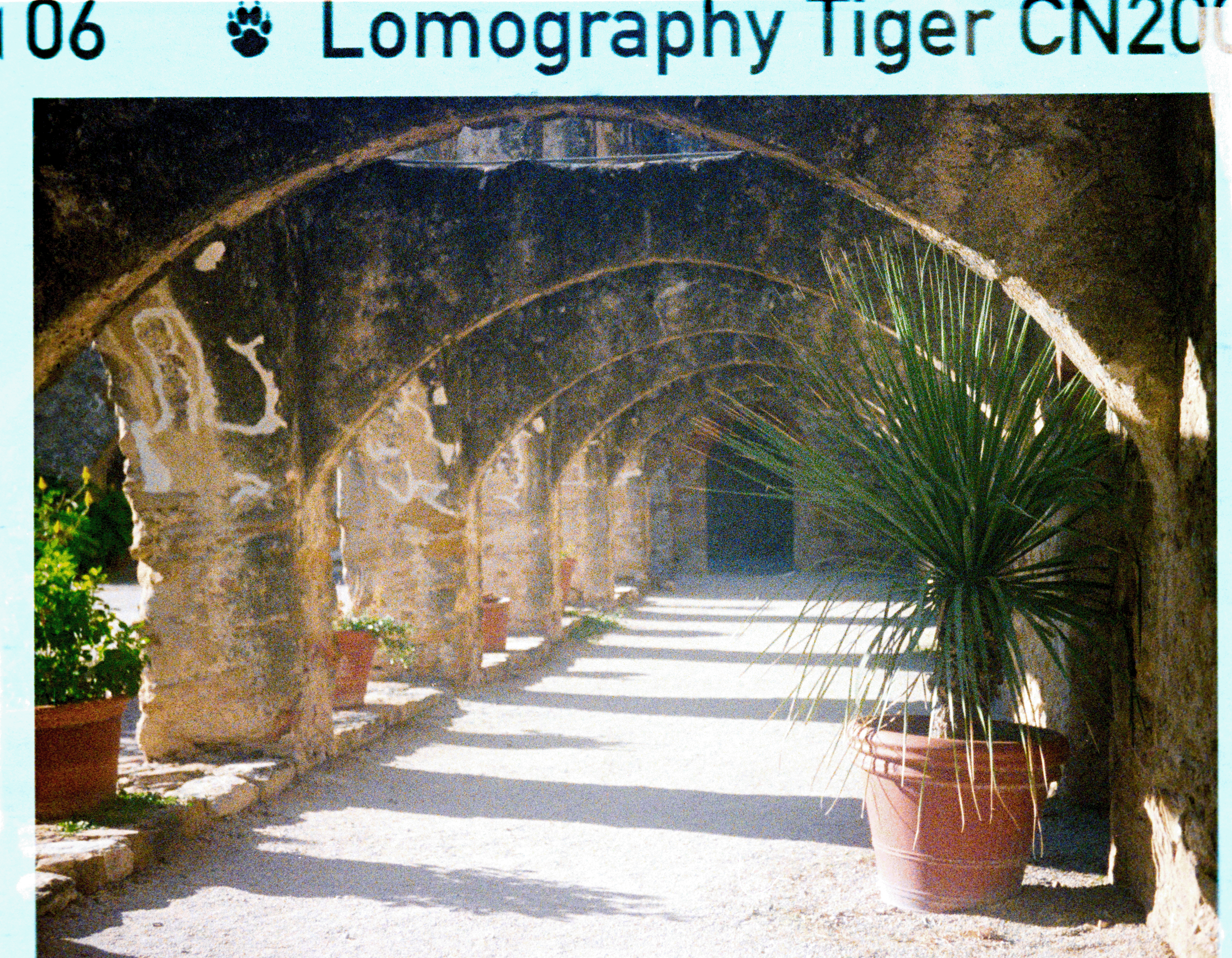 00174634_LauraGarcia_LomoTiger-1724.png