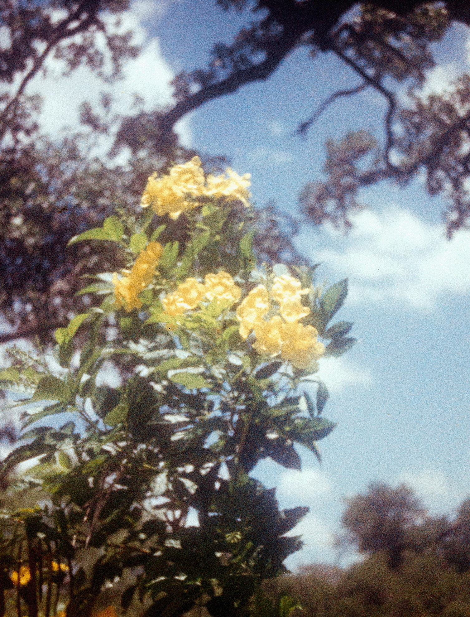 00115886_LauraGarcia_Lomo110_2965.png