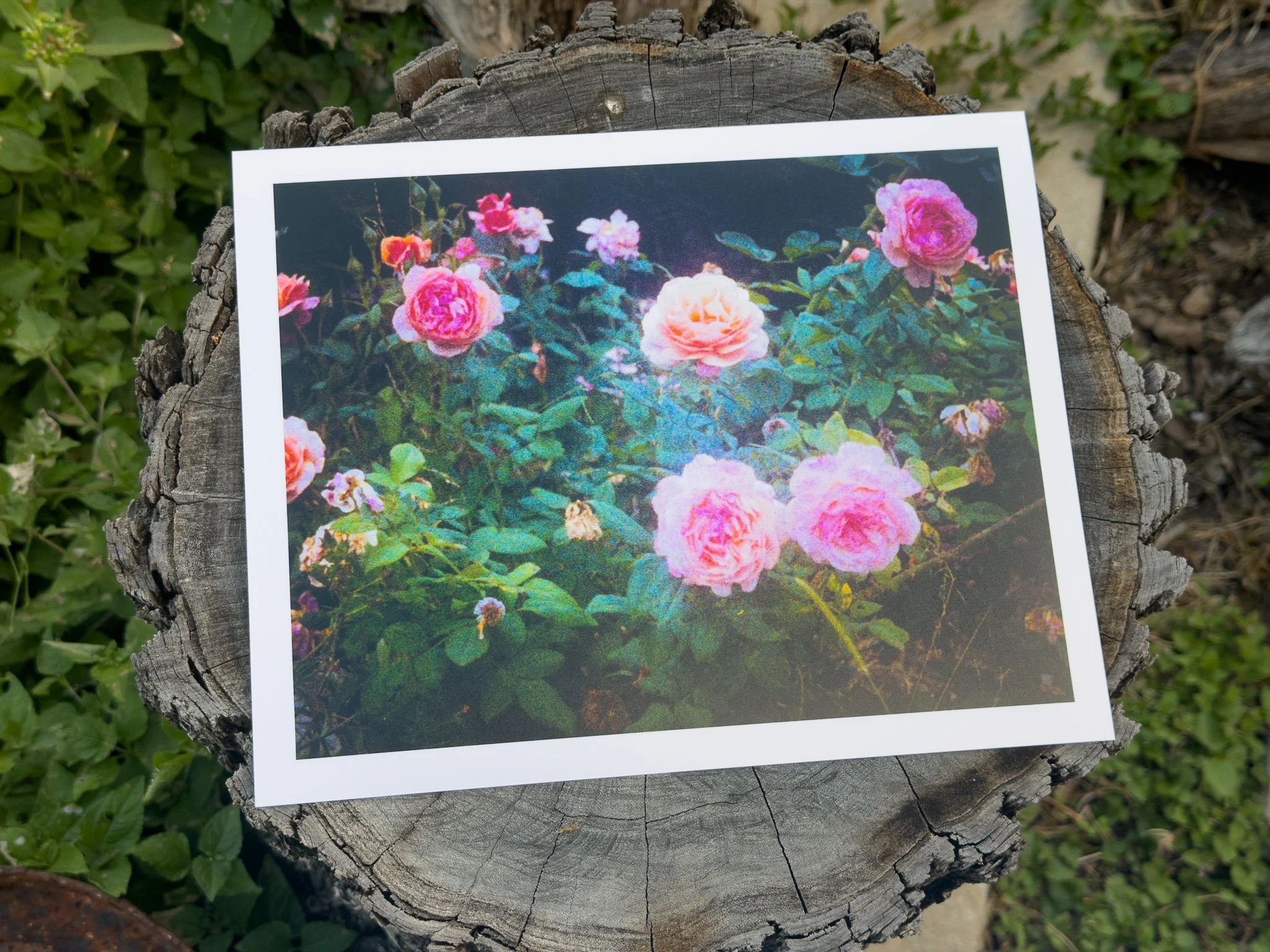 California Roses - 8x10