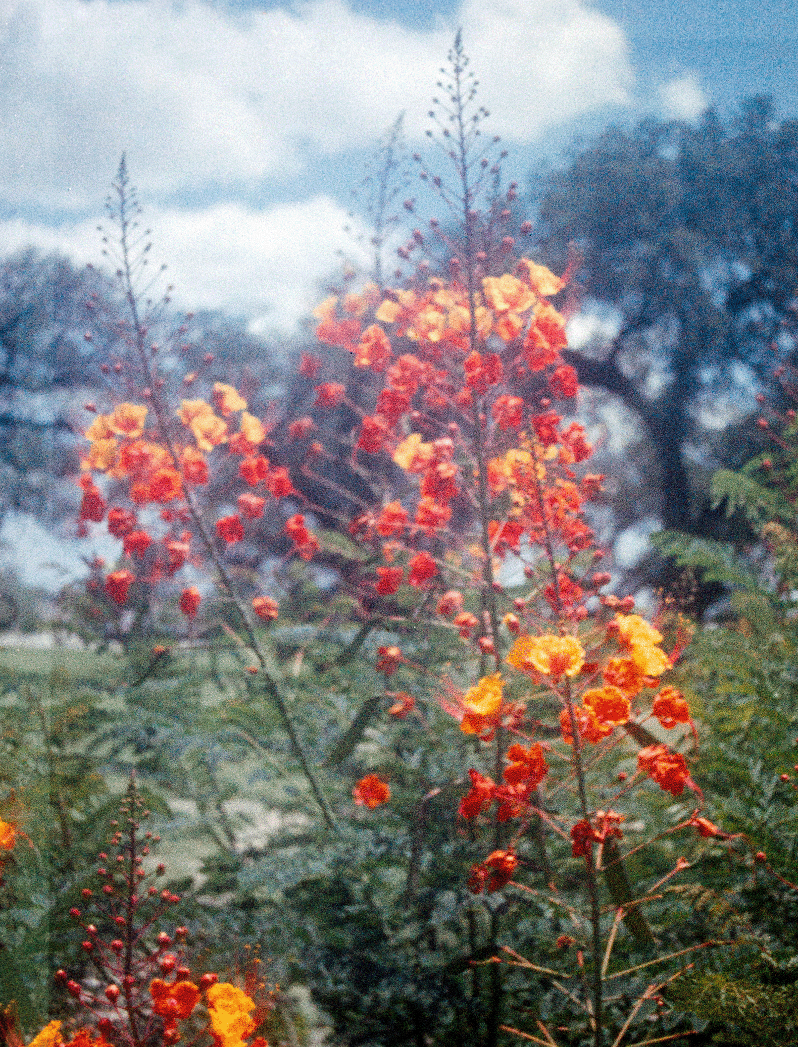 00115886_LauraGarcia_Lomo110_2961.png