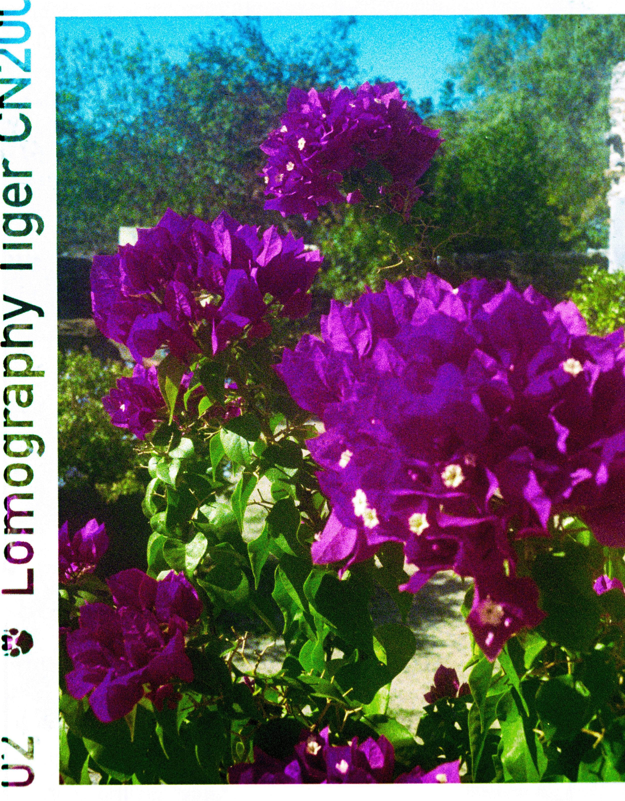 00174634_LauraGarcia_LomoTiger-1720.png