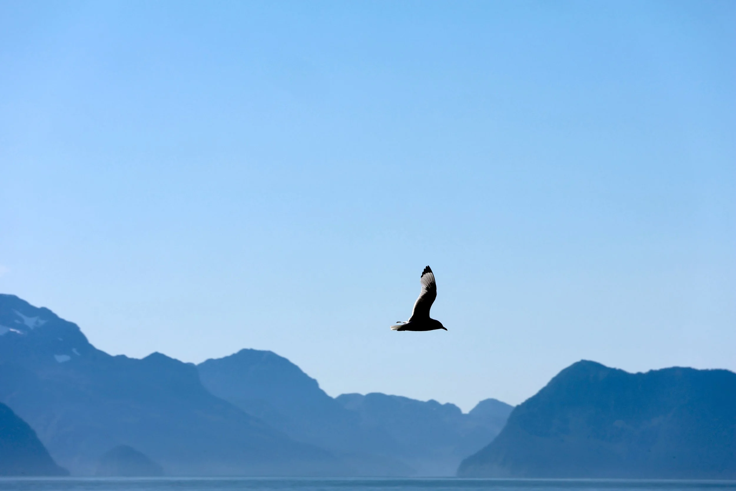 A bird in flight over a mountainous landscape with a body of water below, against a clear blue sky.
