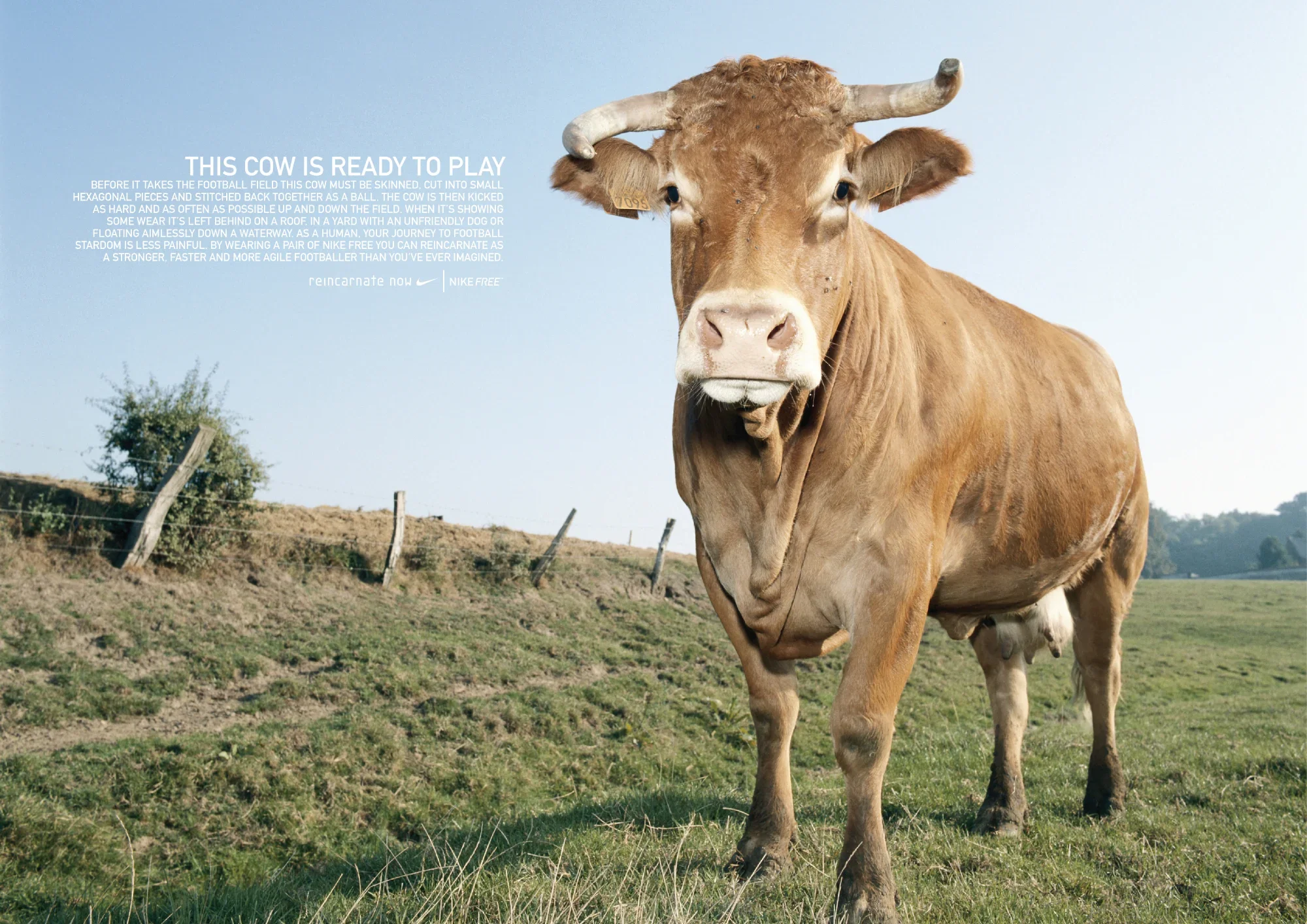 A large brown cow with white horns standing in a grassy field under a clear blue sky, with serveral trees and a fence in the background.