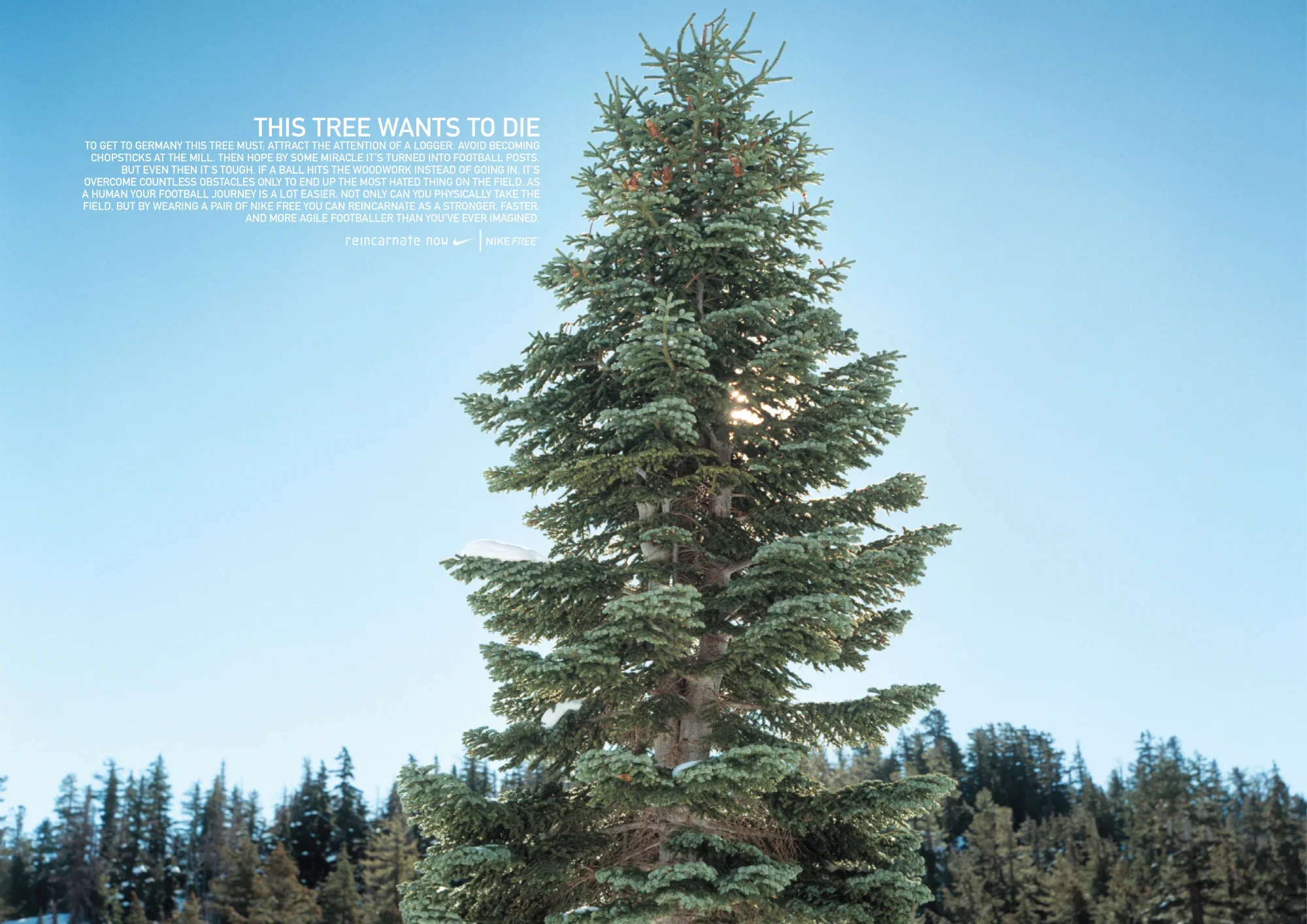 A tall evergreen tree against a clear blue sky, with a forest of trees in the background. There is some snow on the branches of the tree.