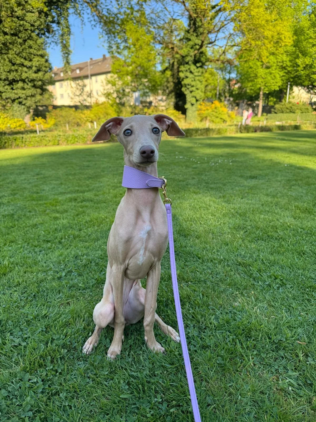 Ein grauer Hund mit blauen Augen und lila Halsband sitzt auf grünem Rasen in einem Park bei sonnigem Wetter.