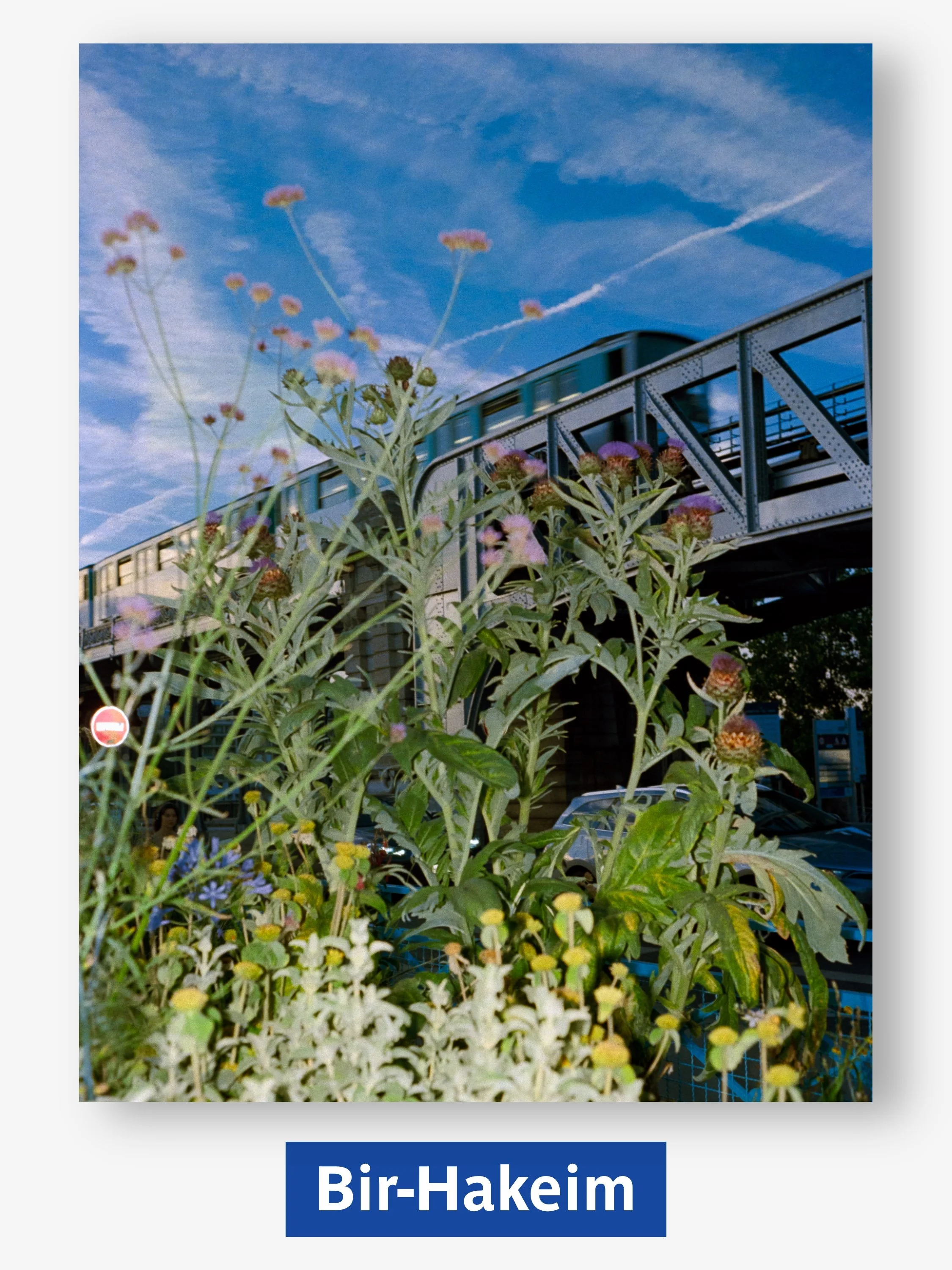 carousel print.jpg