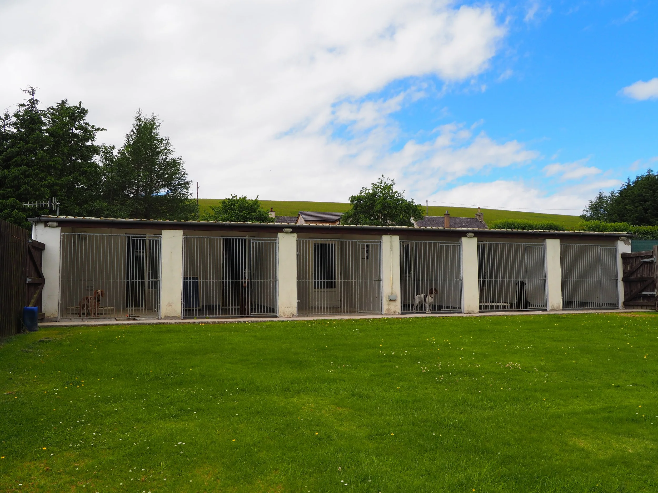Backyard with green grass, trees, and a row of dog kennels with dogs inside, set against a partly cloudy sky.