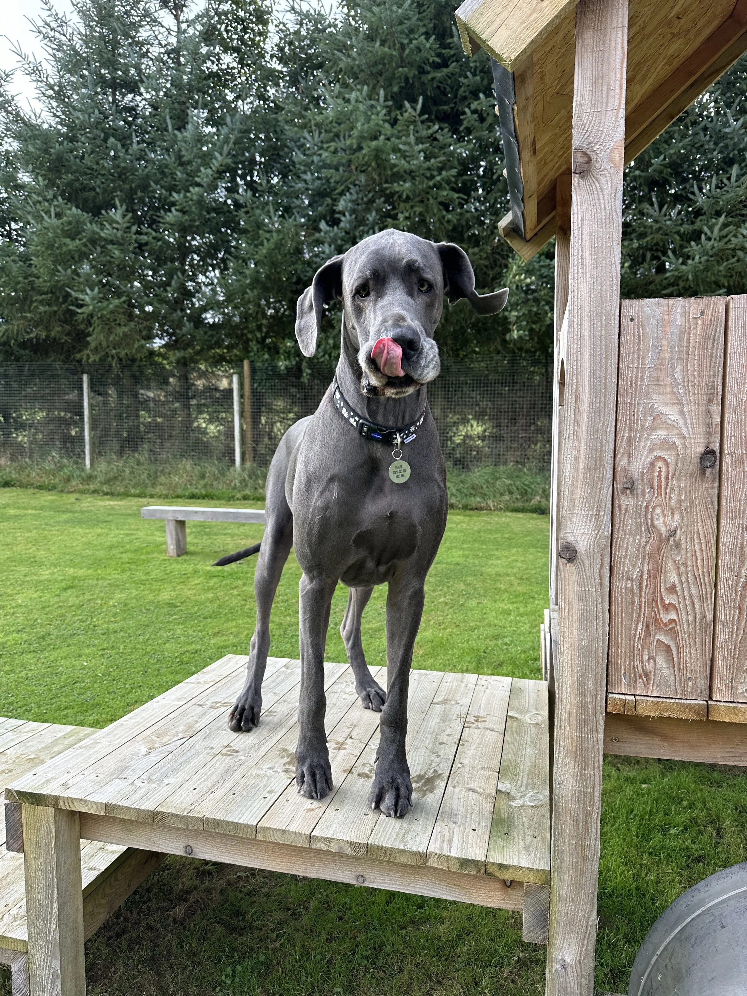 A gray dog with floppy ears standing on a wooden platform outside, licking its nose with a fence and trees in the background.