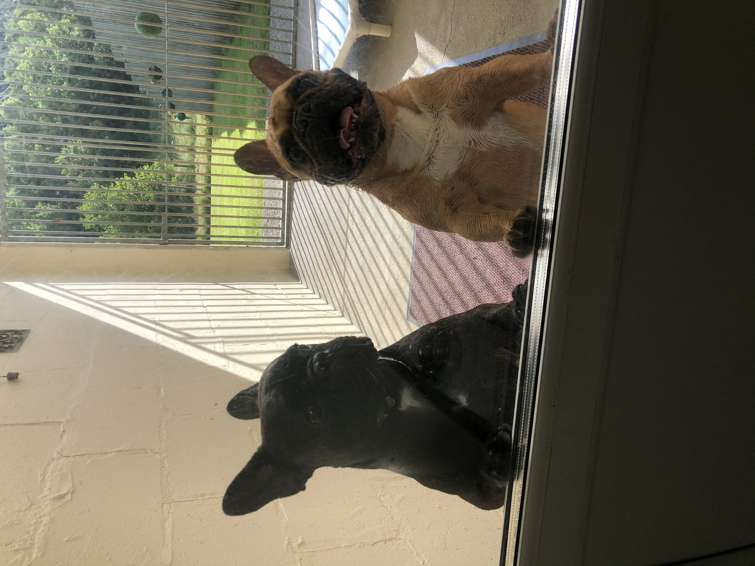 A French Bulldog and a German Shepherd looking through a glass door, with the French Bulldog in the foreground and the German Shepherd partially visible at the bottom left. Outside on the porch, there are two additional dogs near the grass, with tree