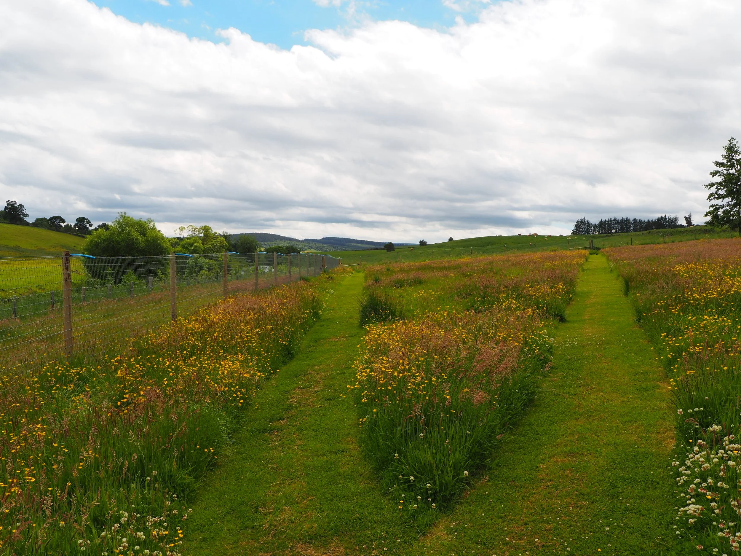 A scenic rural landscape of green rolling hills under a cloudy sky, with a fenced field and a grassy path lined with wildflowers.