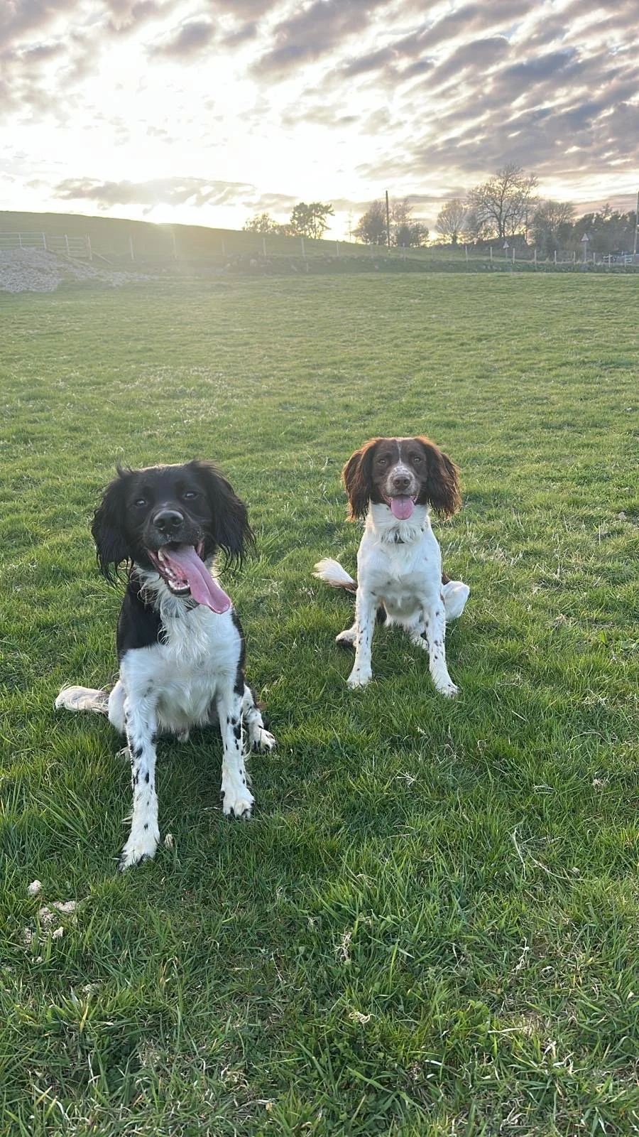 Two happy dogs sitting on green grass in a field at sunset, with a cloudy sky and trees in the distance.