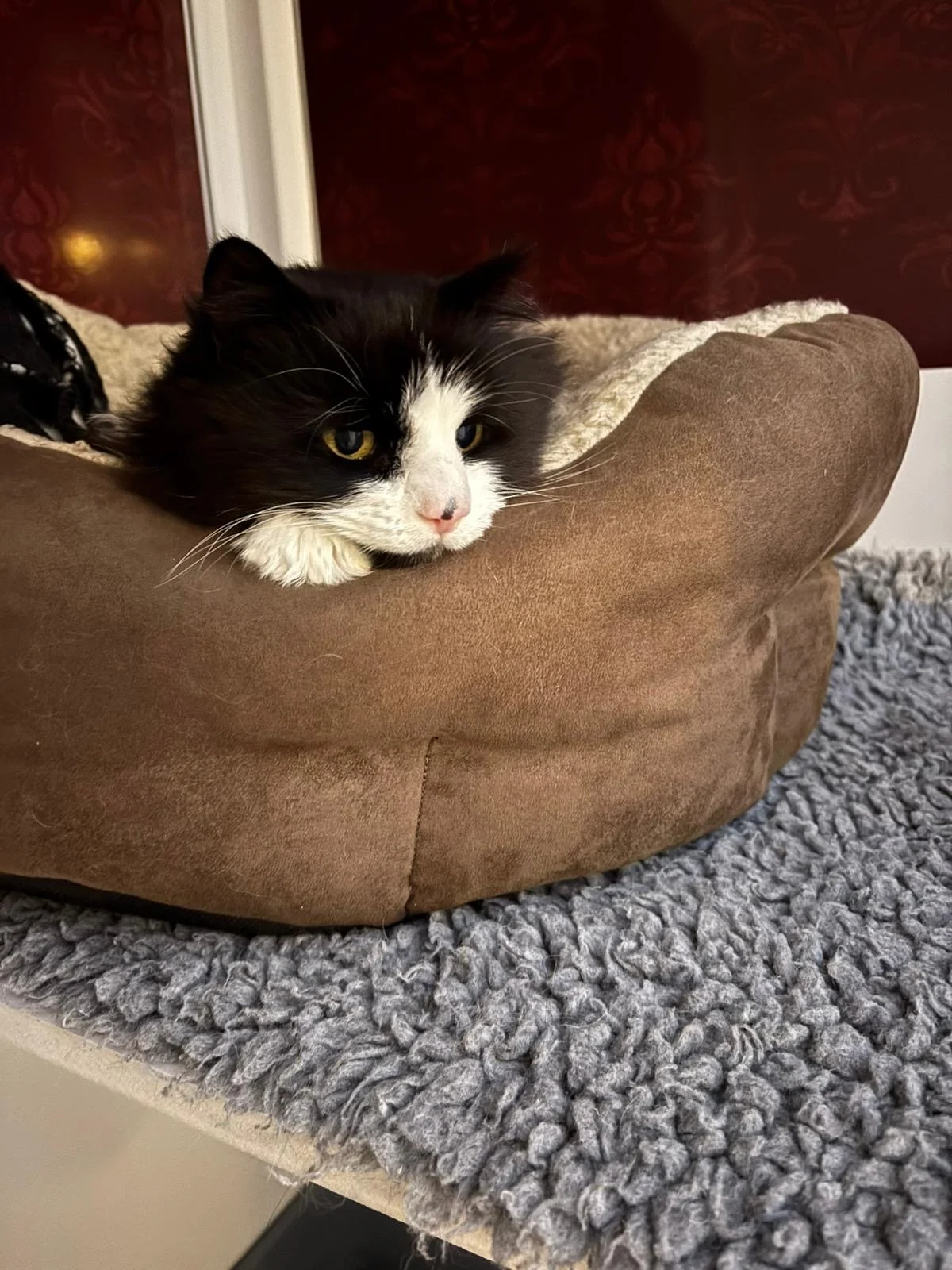 A black and white cat lying down in a brown pet bed with its head resting on the edge, on top of a gray textured rug.