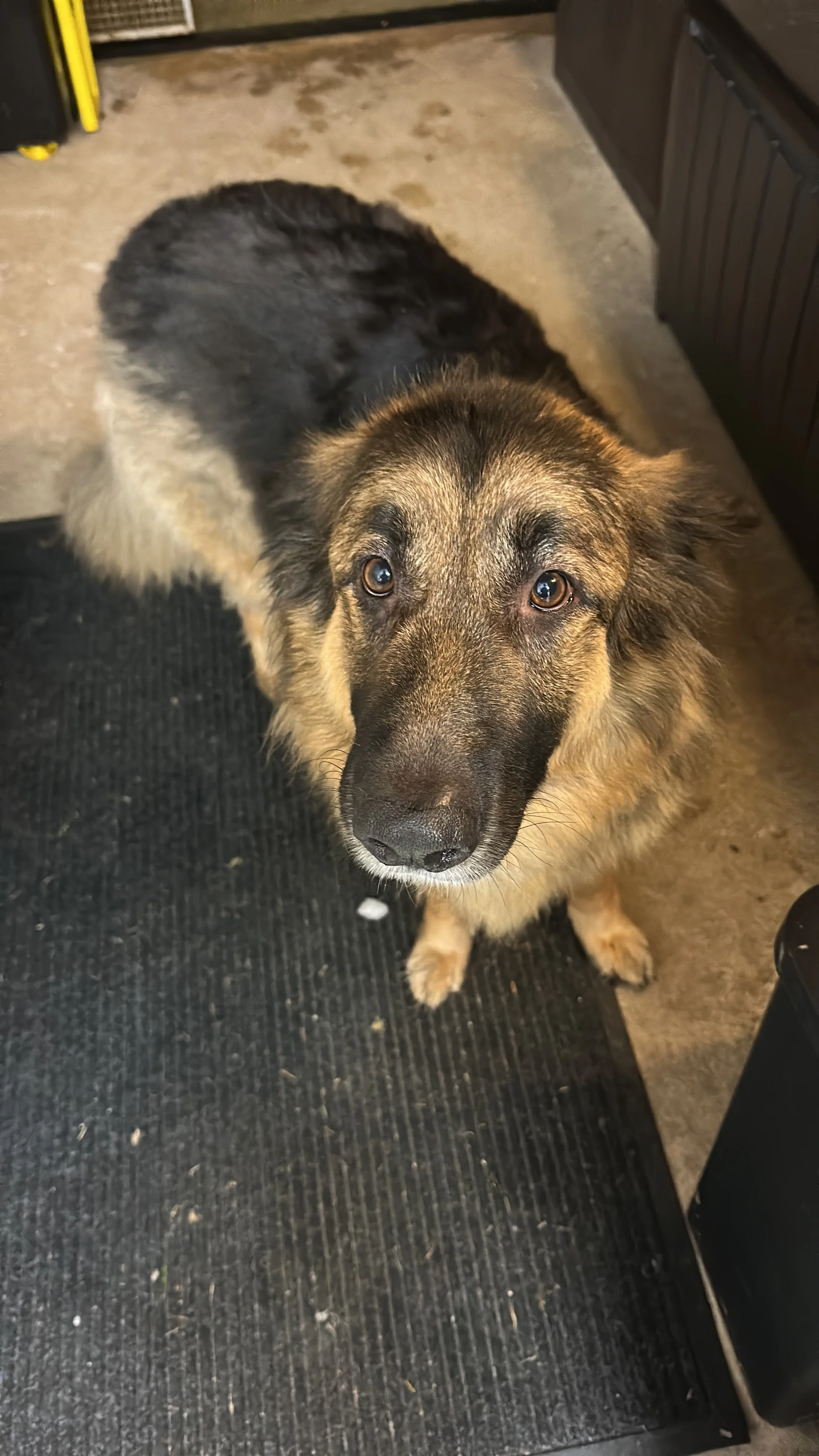 A dog with a black and tan coat looking up at the camera in a garage or storage room.